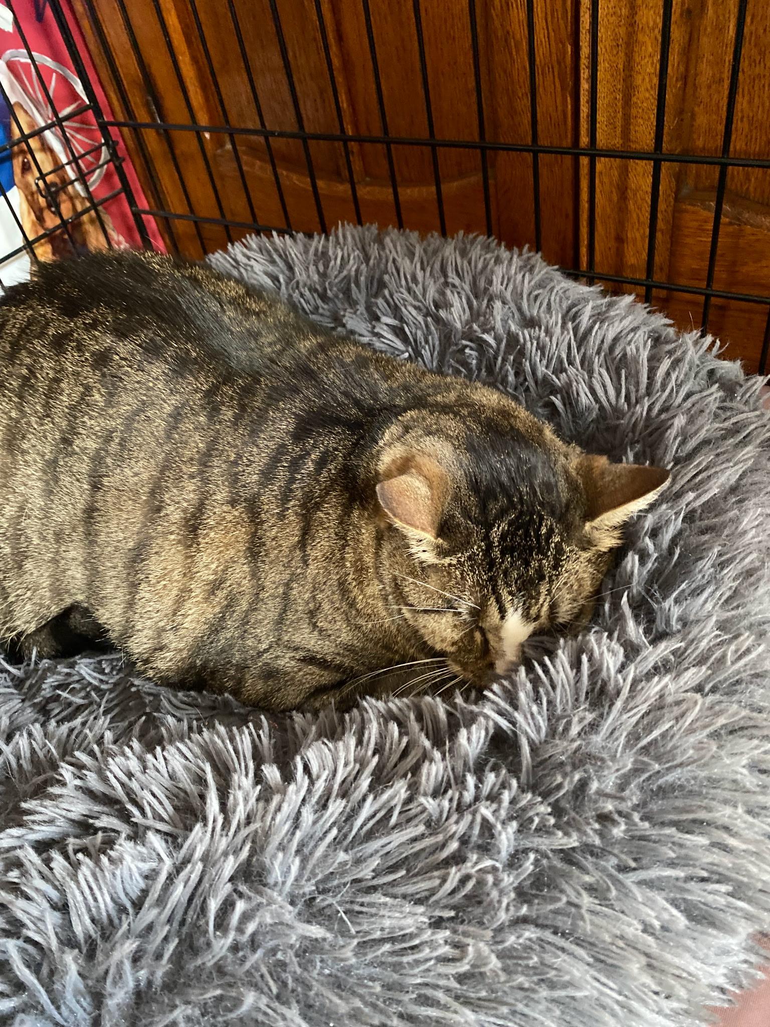 Tommy KitKat, an adoptable Domestic Short Hair Mix in Sterling, KS_image-1