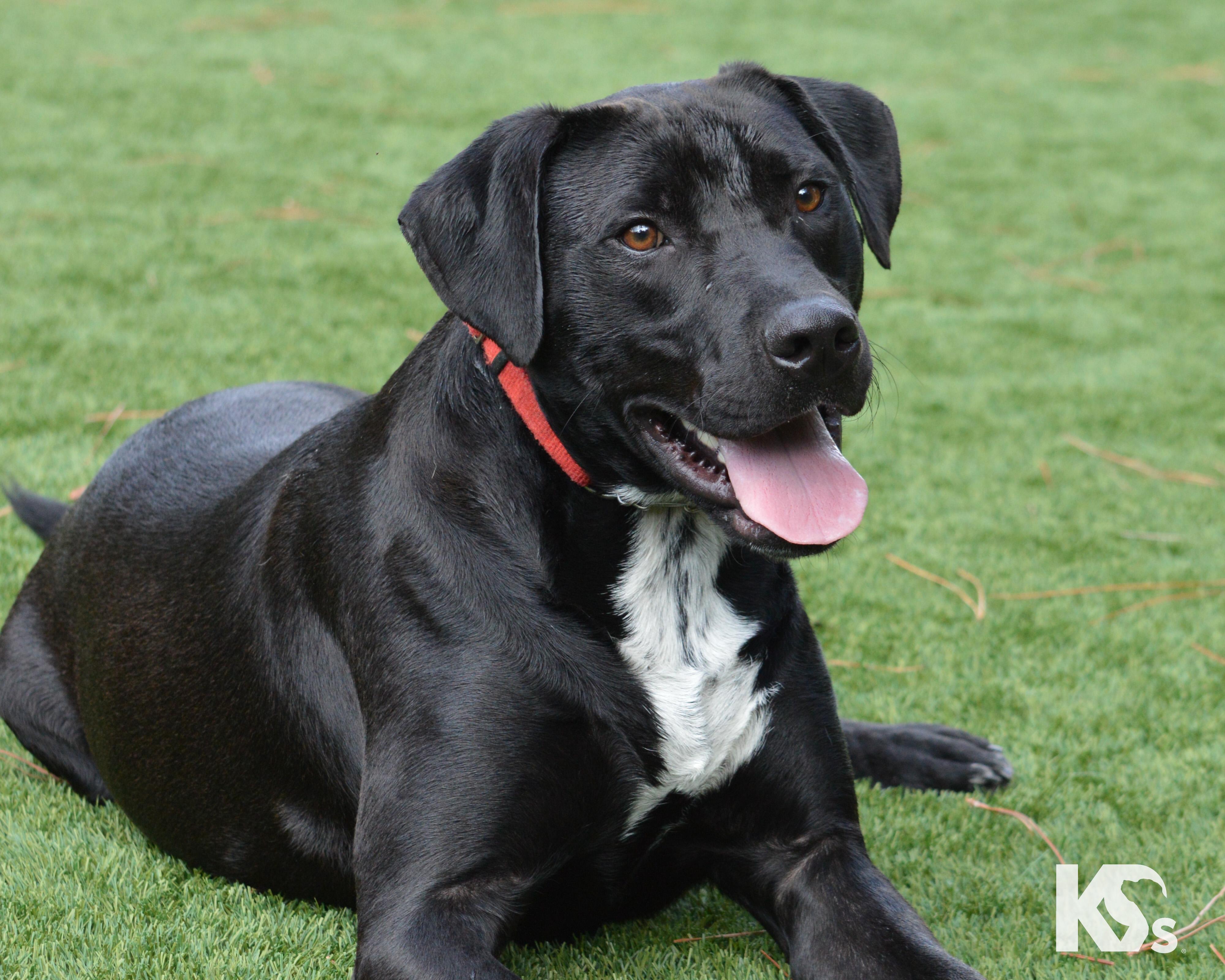 Steve, Adoptable, Young Male Black Labrador Retriever & Boxer.