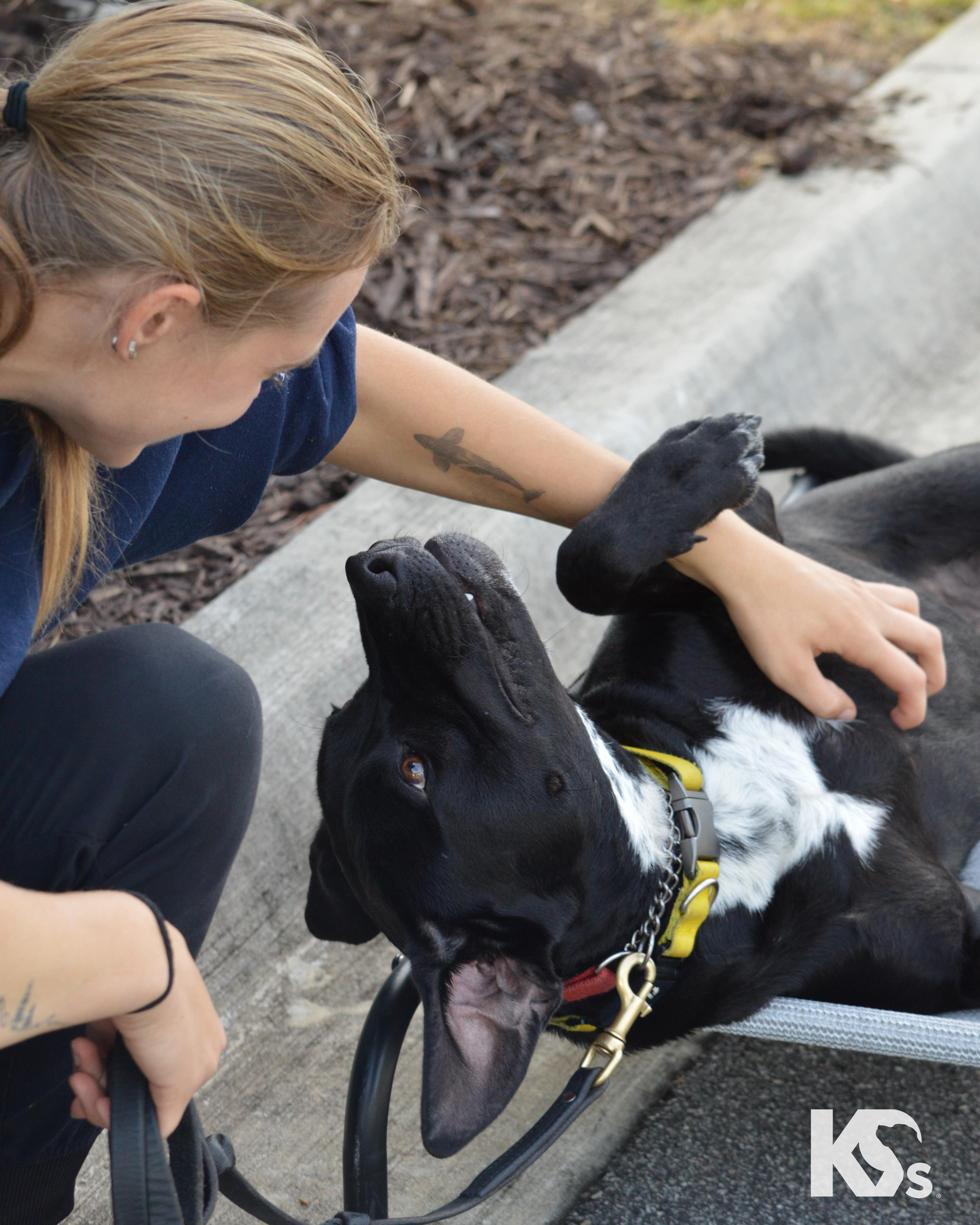 Enlarge Steve, a Adoptable mixed breed in Ponte Vedra, FL image 2/6