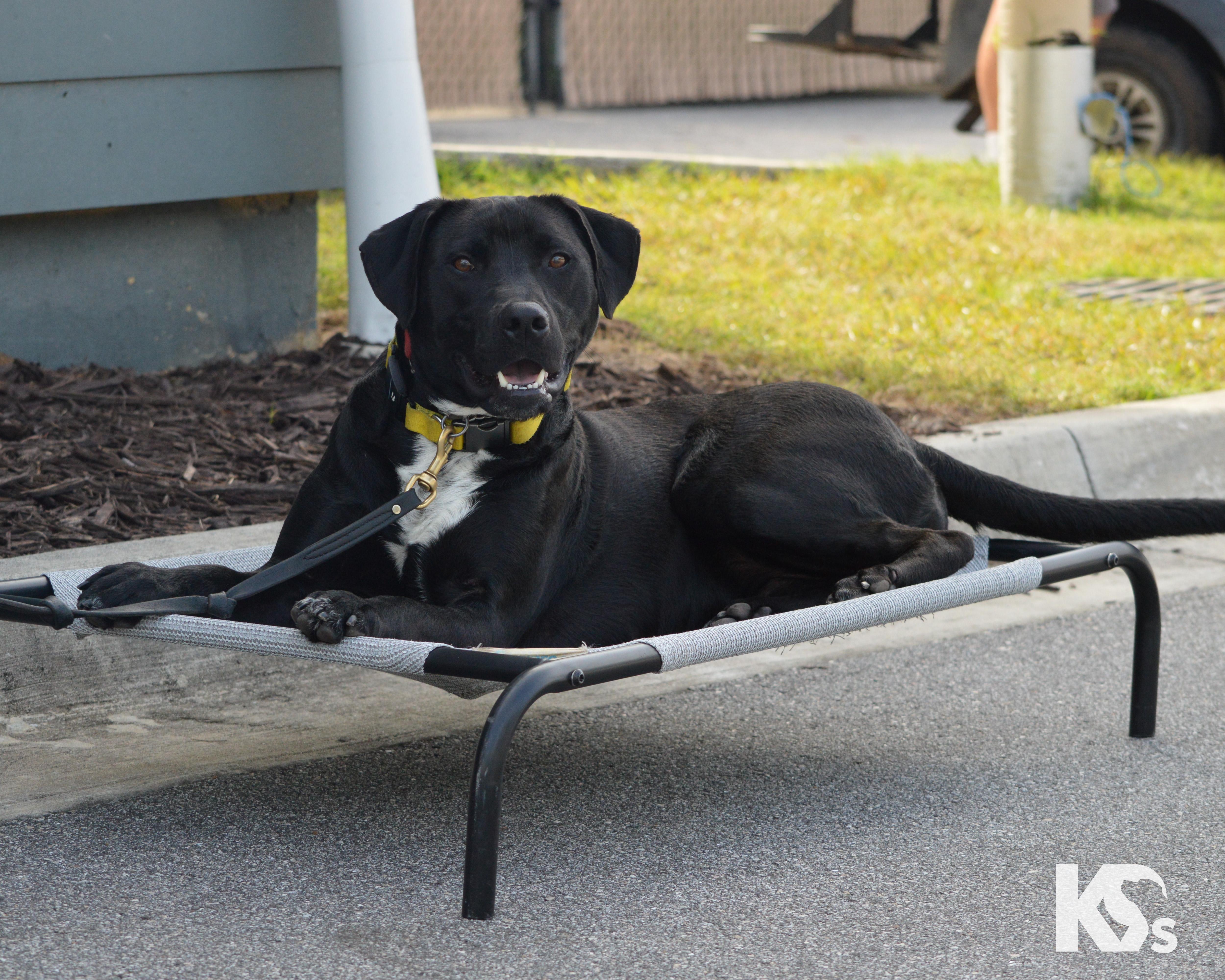 Enlarge Steve, a Adoptable mixed breed in Ponte Vedra, FL image 5/6