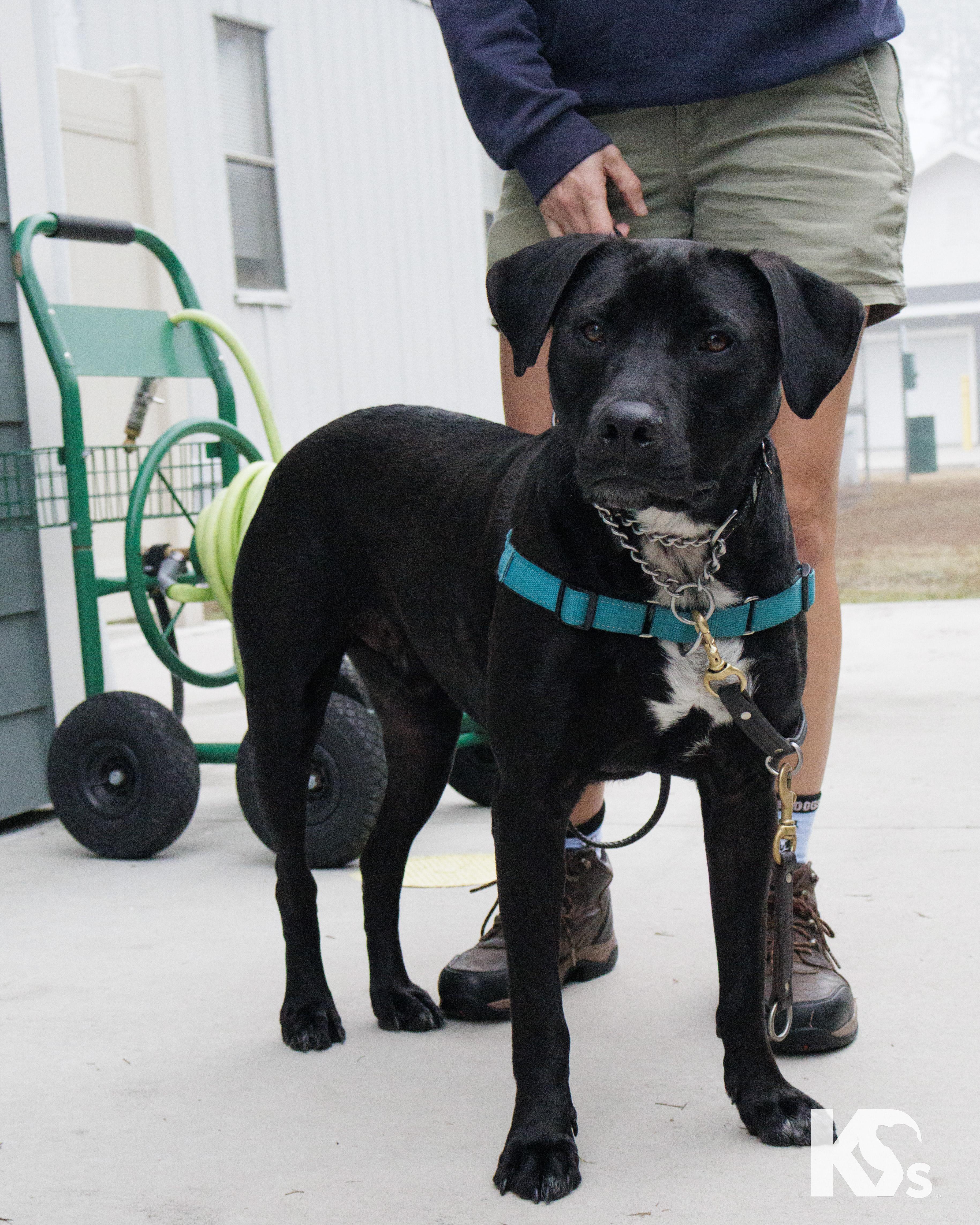 Enlarge Steve, a Adoptable mixed breed in Ponte Vedra, FL image 4/6