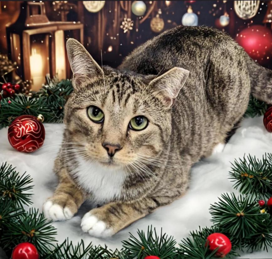 Enlarge Duke, a Adoptable mixed breed in West Palm Beach, FL image 2/6