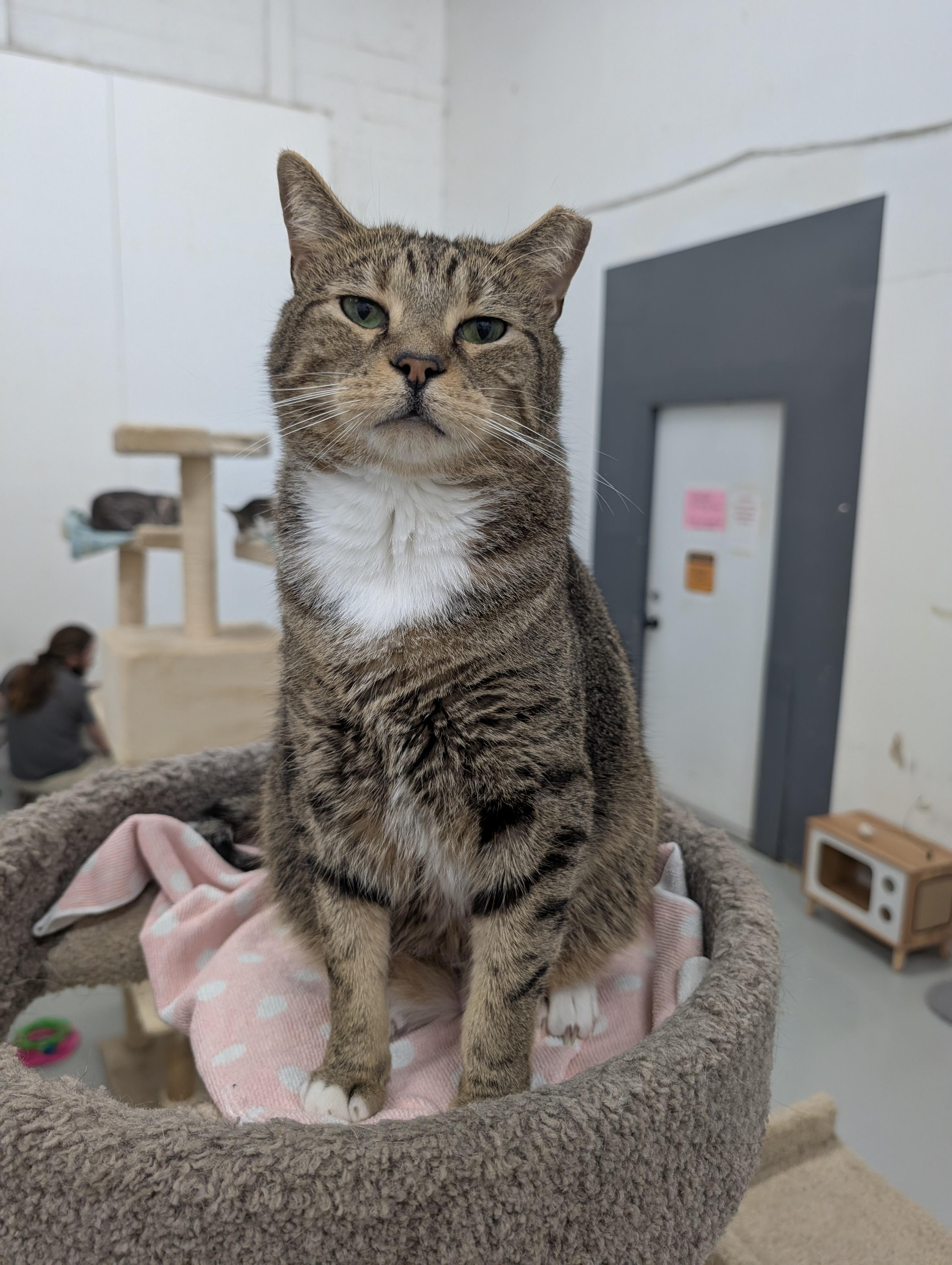 Enlarge Duke, a Adoptable mixed breed in West Palm Beach, FL image 3/6