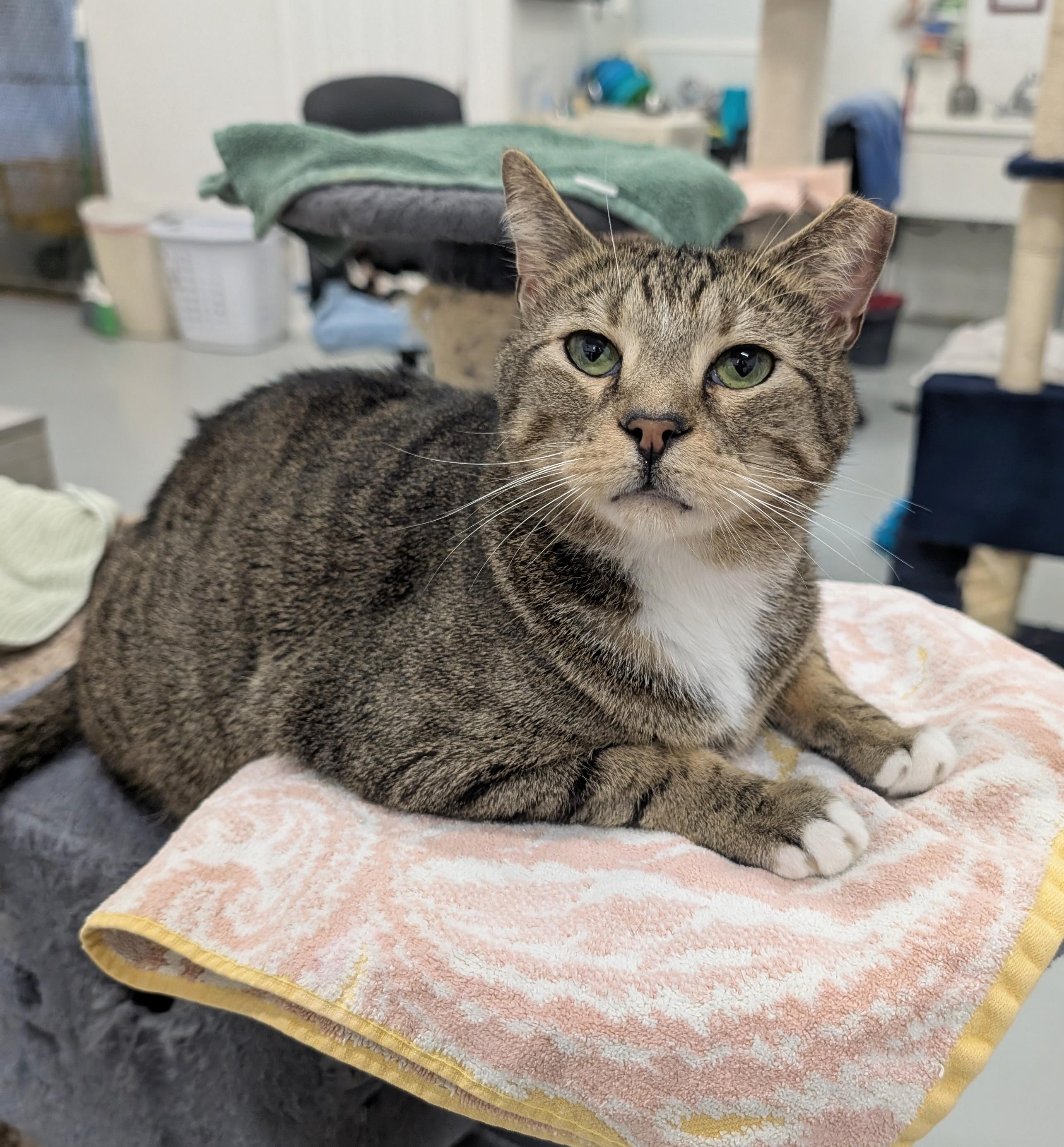 Duke, Adoptable, Adult Male American Shorthair & Domestic Short Hair.