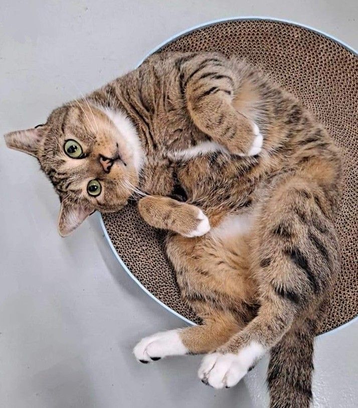 Enlarge Duke, a Adoptable mixed breed in West Palm Beach, FL image 5/6