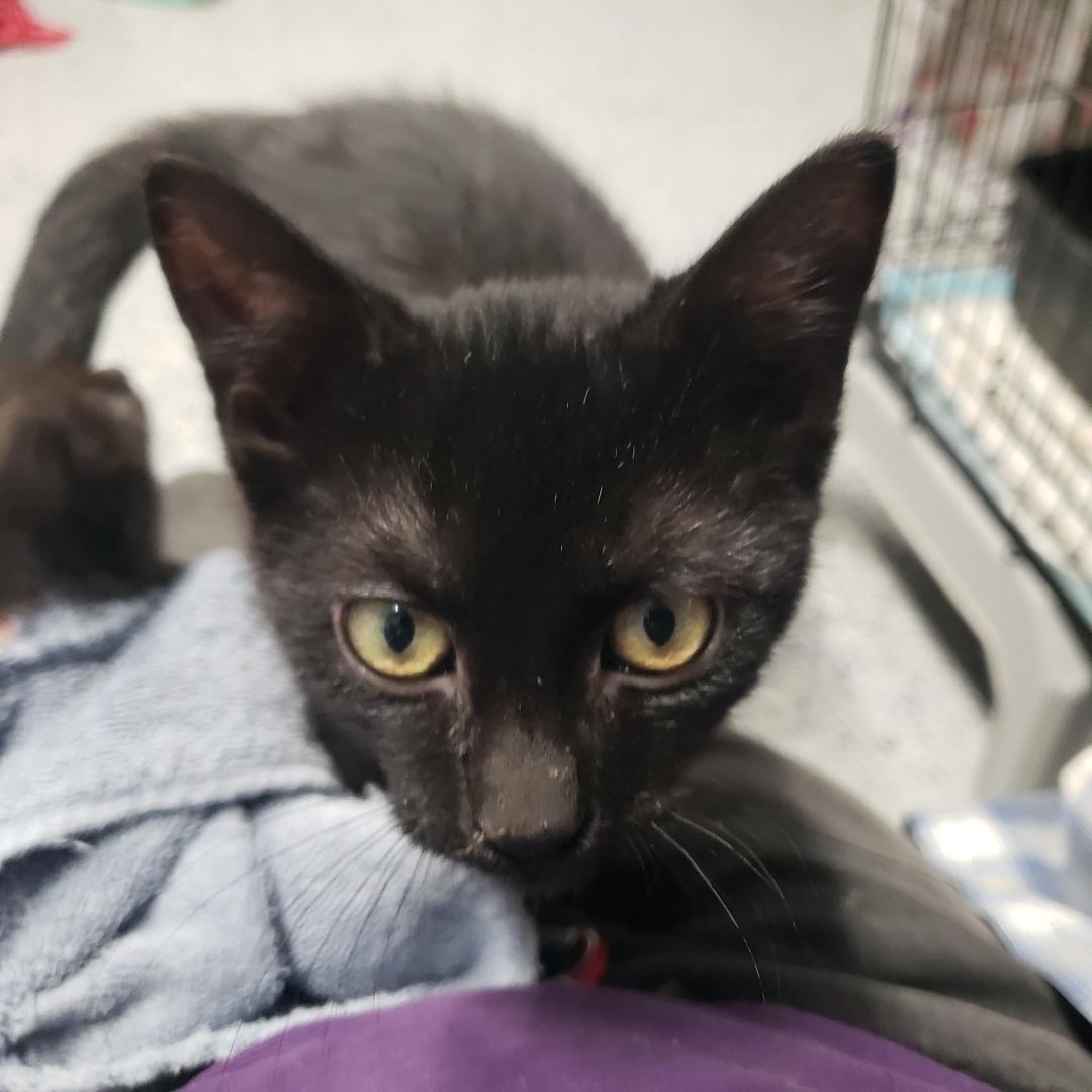 Shy, Adoptable, Adult Male Domestic Short Hair.