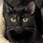 Enlarge Shy, a Adoptable Domestic Short Hair in Brighton, MI image 6/6