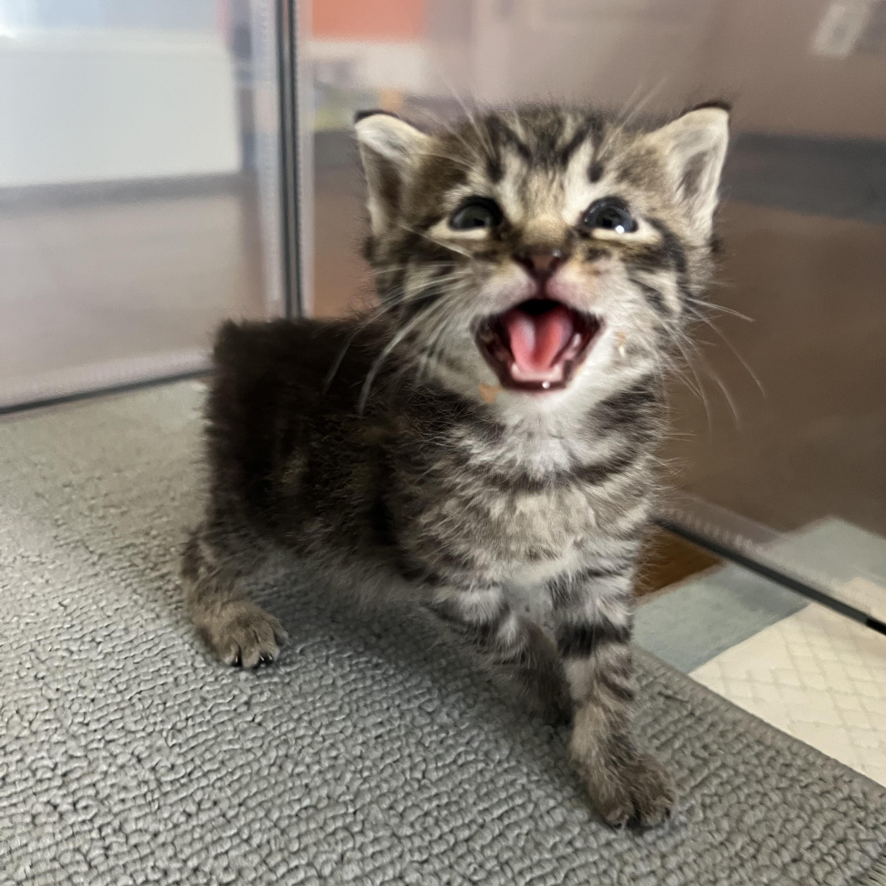 Bagel, Adopted, Young Male Domestic Short Hair.