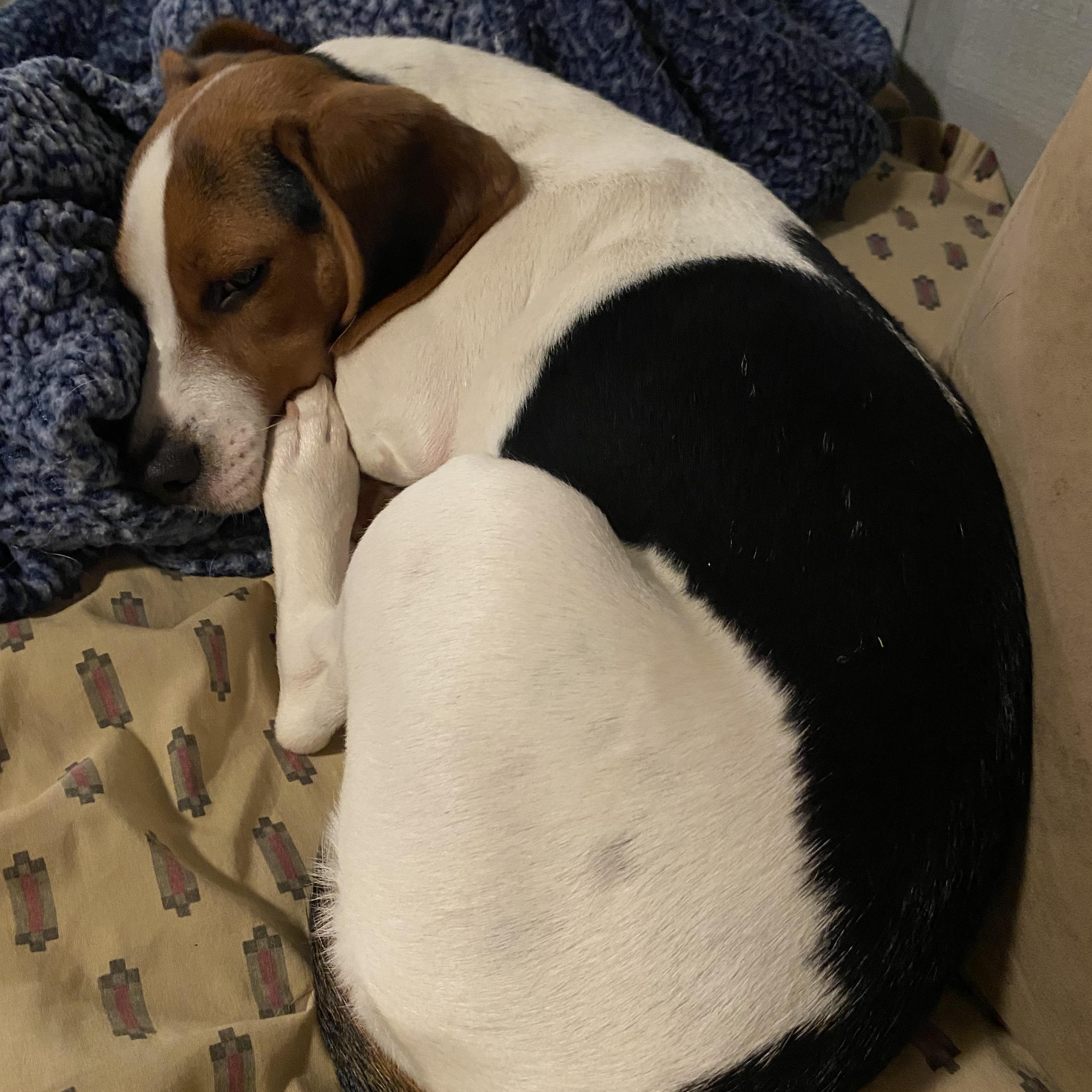 Ella, ADOPTABLE, Young Female Beagle.