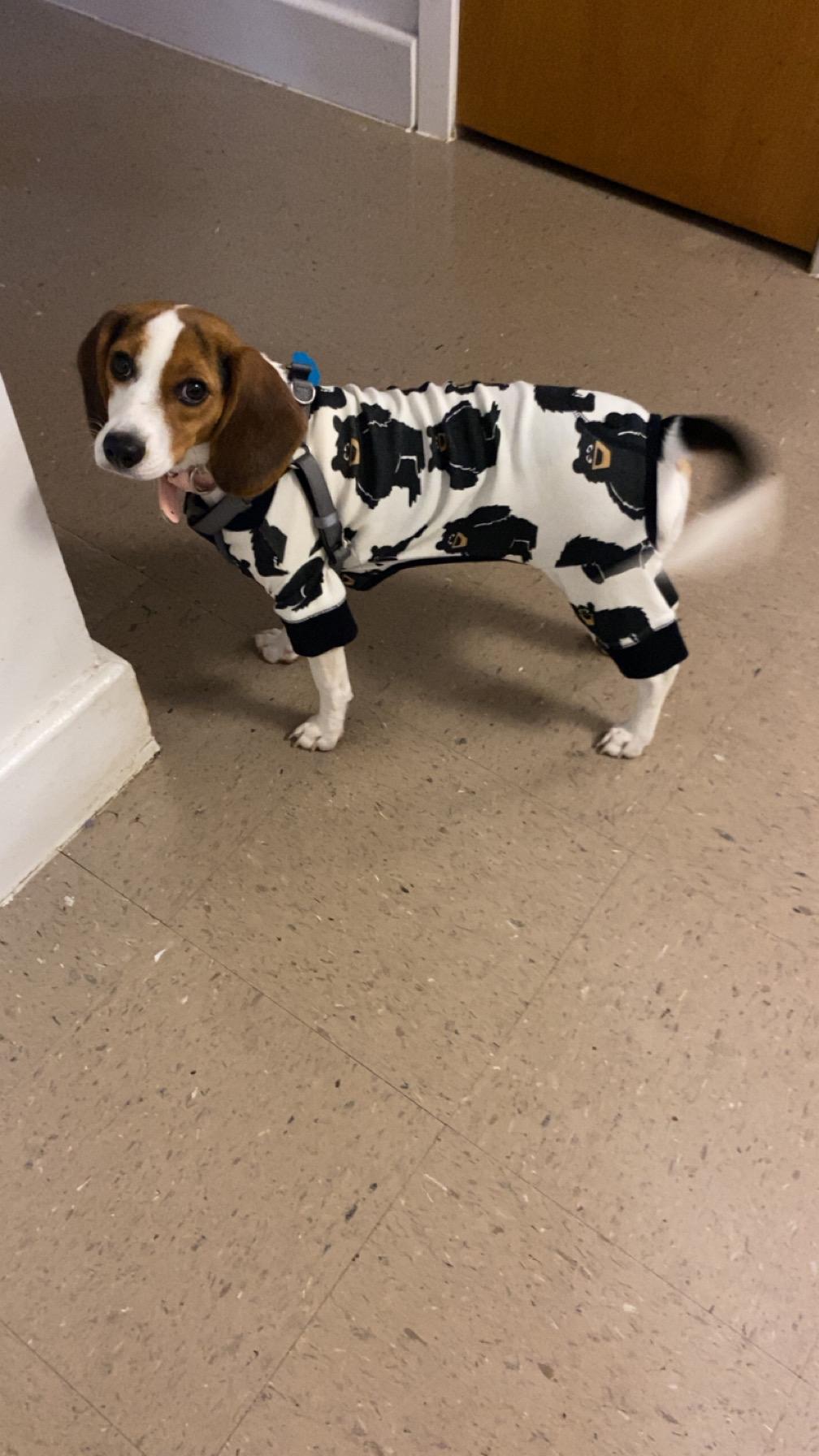 Enlarge Ella, a ADOPTABLE mixed breed in Gadsden, AL image 4/5