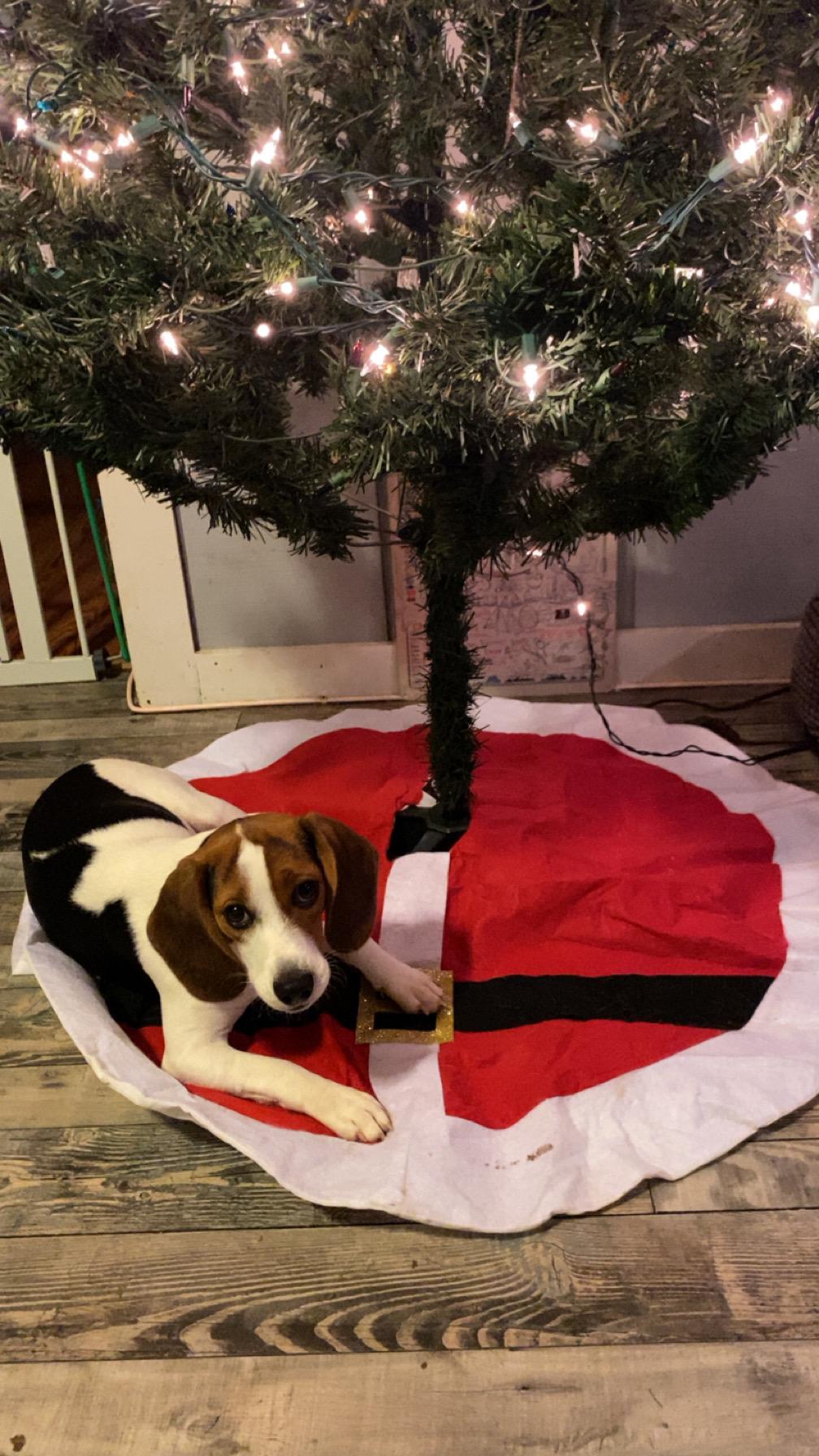 Enlarge Ella, a ADOPTABLE mixed breed in Gadsden, AL image 3/5