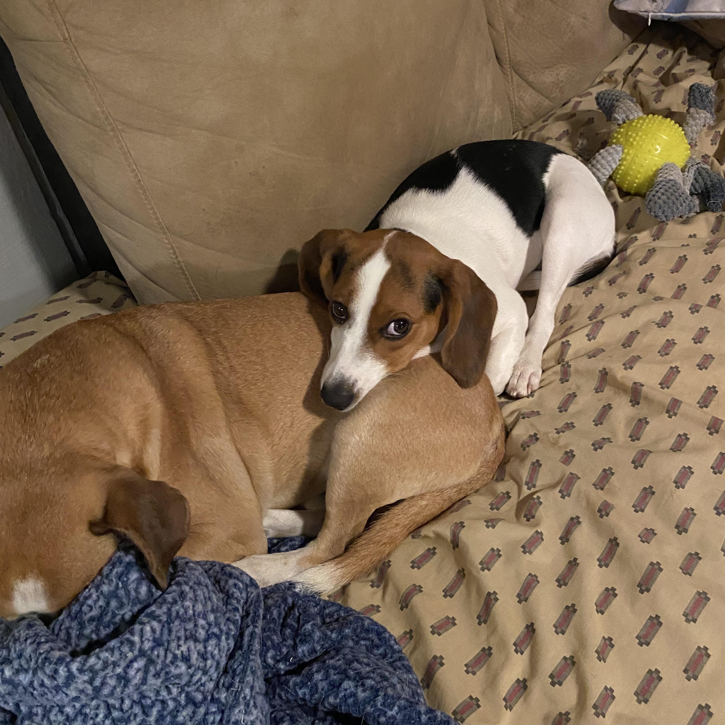 Enlarge Ella, a ADOPTABLE mixed breed in Gadsden, AL image 5/5