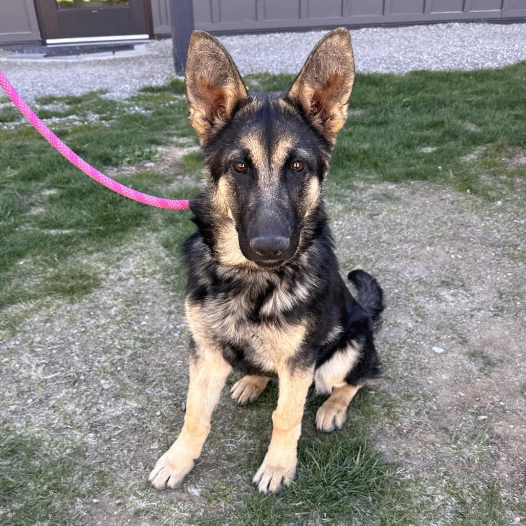 Maria, Adoptable, Young Female Mixed Breed.