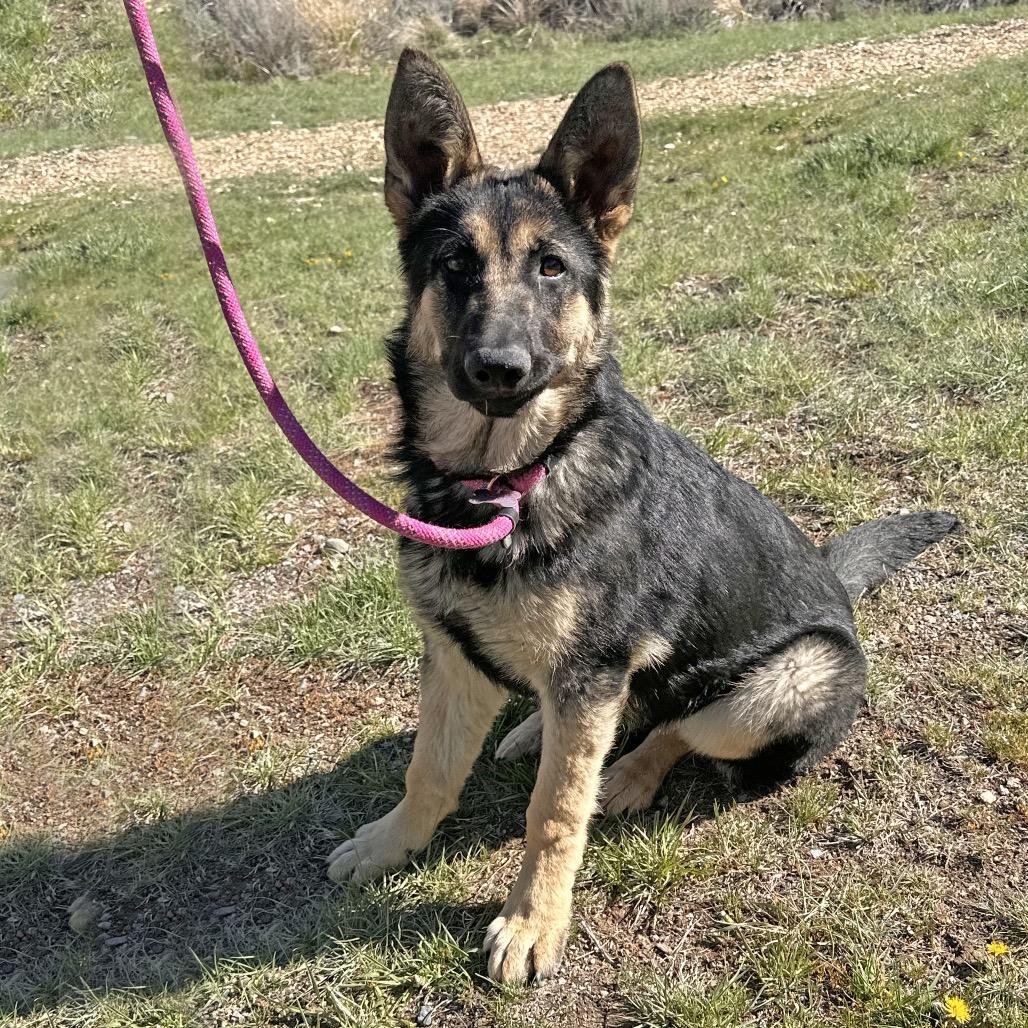 Enlarge Maria, a Adoptable Mixed Breed in Hailey, ID image 2/4