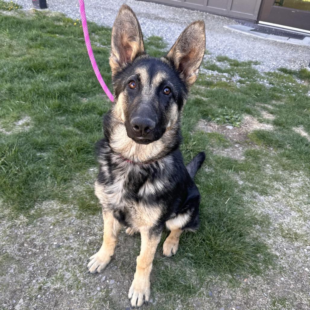 Enlarge Maria, a Adoptable Mixed Breed in Hailey, ID image 3/4