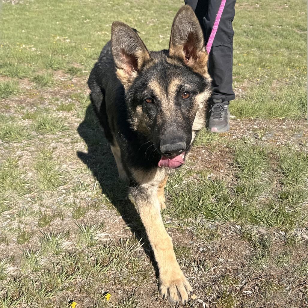Enlarge Maria, a Adoptable Mixed Breed in Hailey, ID image 4/4