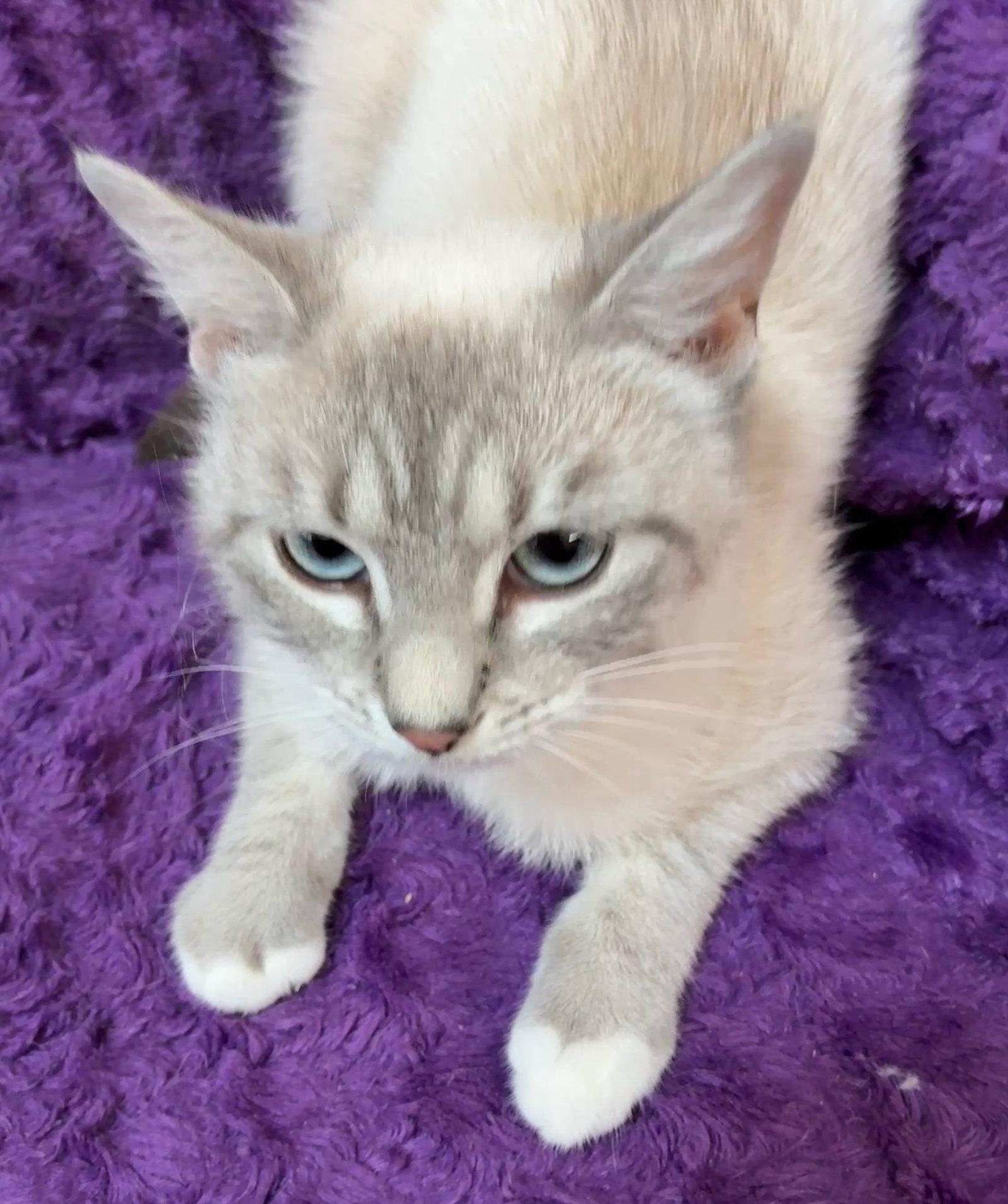 Vanna, Adopted, Young Female Domestic Short Hair & Siamese.