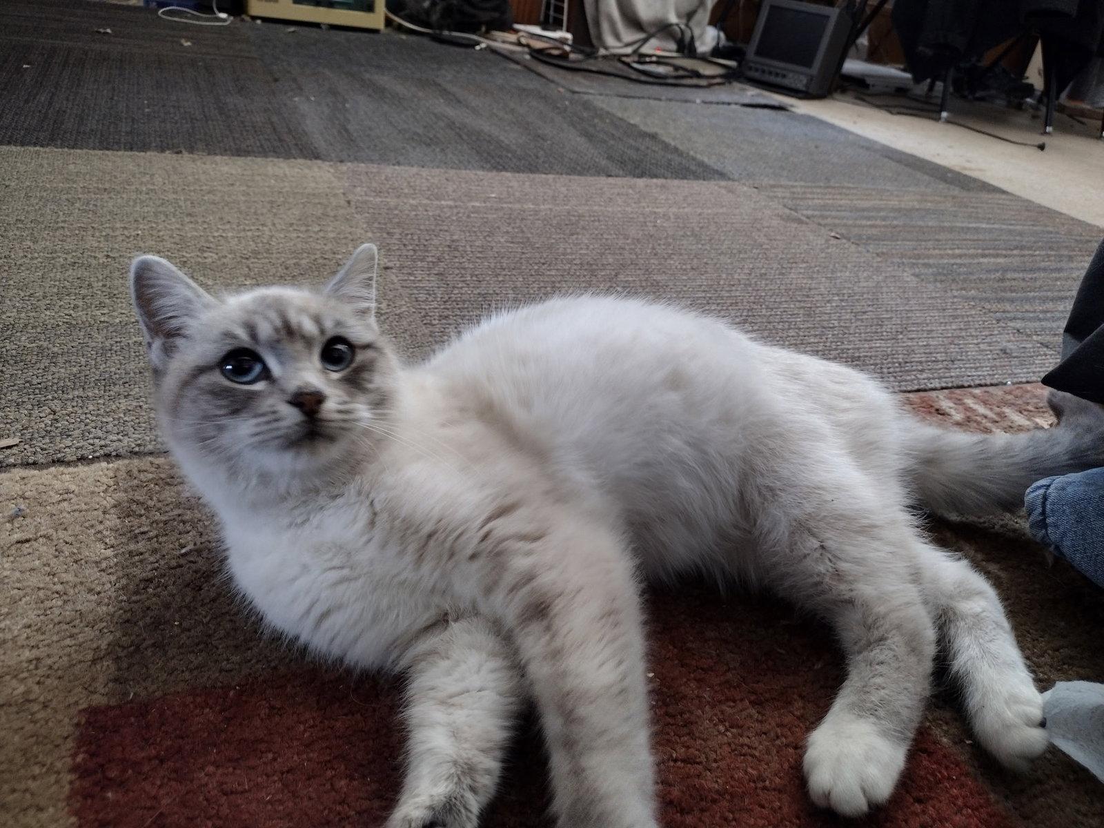 Vanna, a Adopted mixed breed in Forest Lake, MN image 2/2