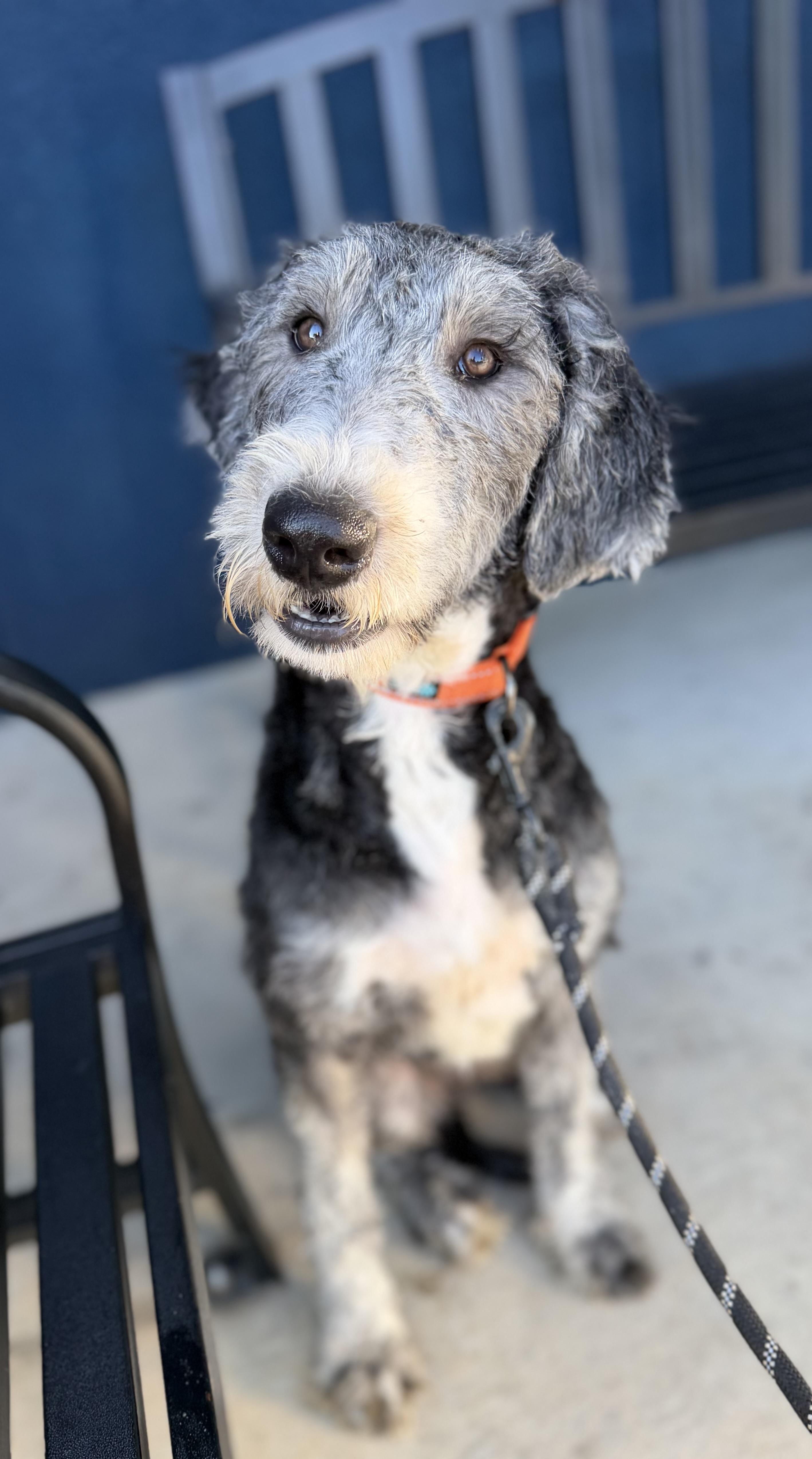 Poppy, an adopted mixed breed in Yuba City, CA image 4/4