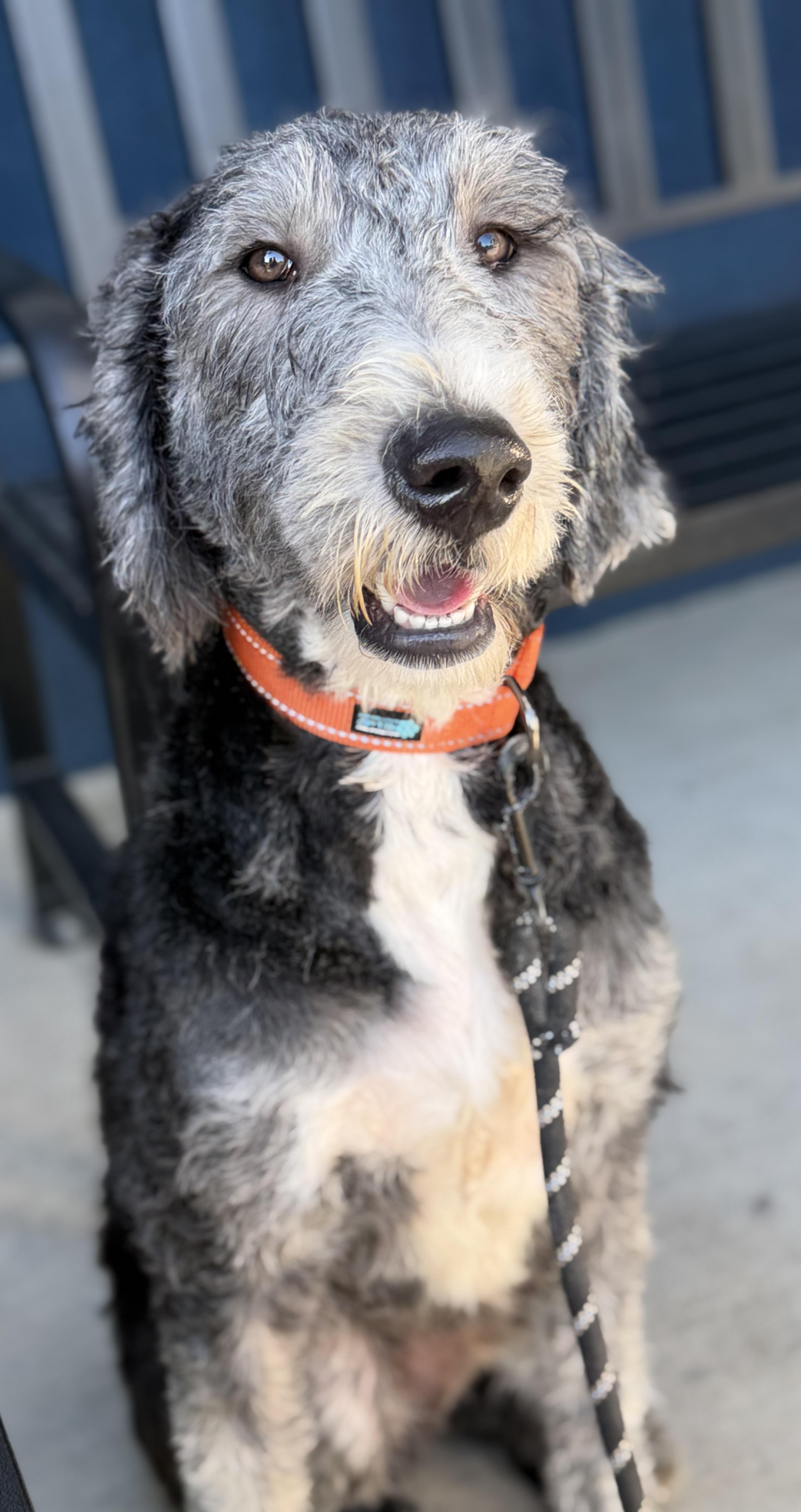 Poppy, adopted, Young Female Standard Poodle & Labradoodle.