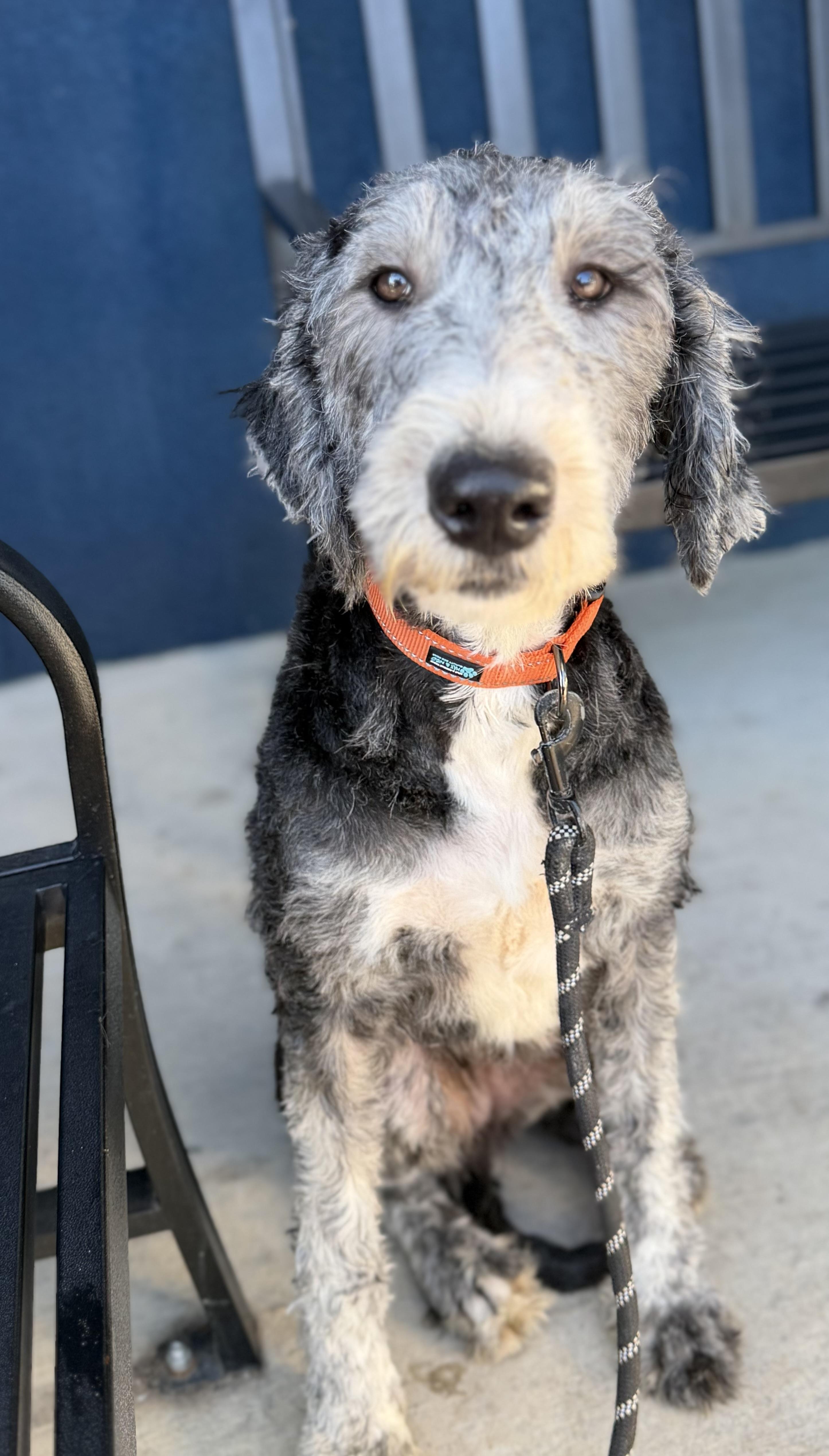 Poppy, an adopted mixed breed in Yuba City, CA image 2/4
