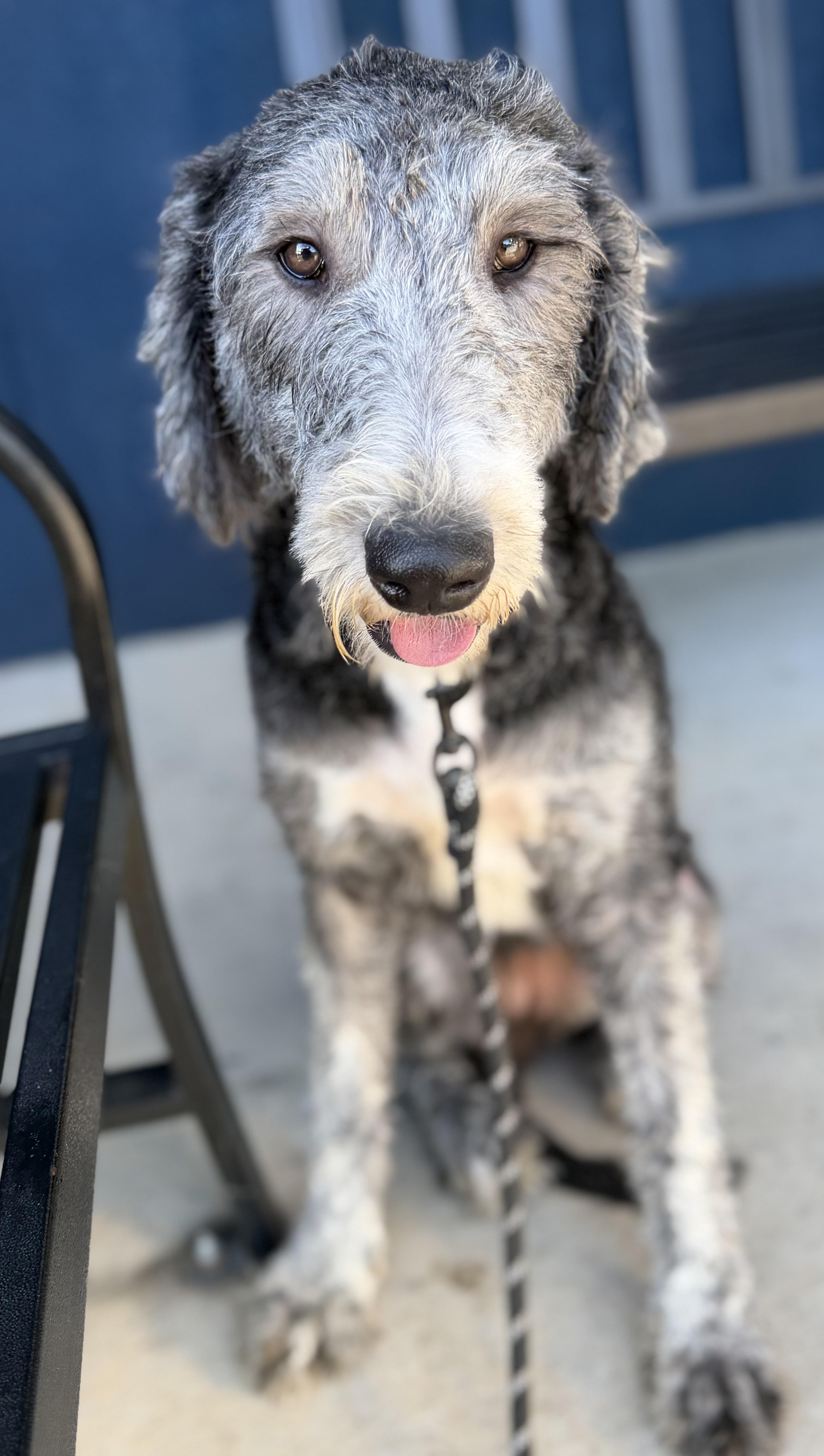 Poppy, an adopted mixed breed in Yuba City, CA image 3/4