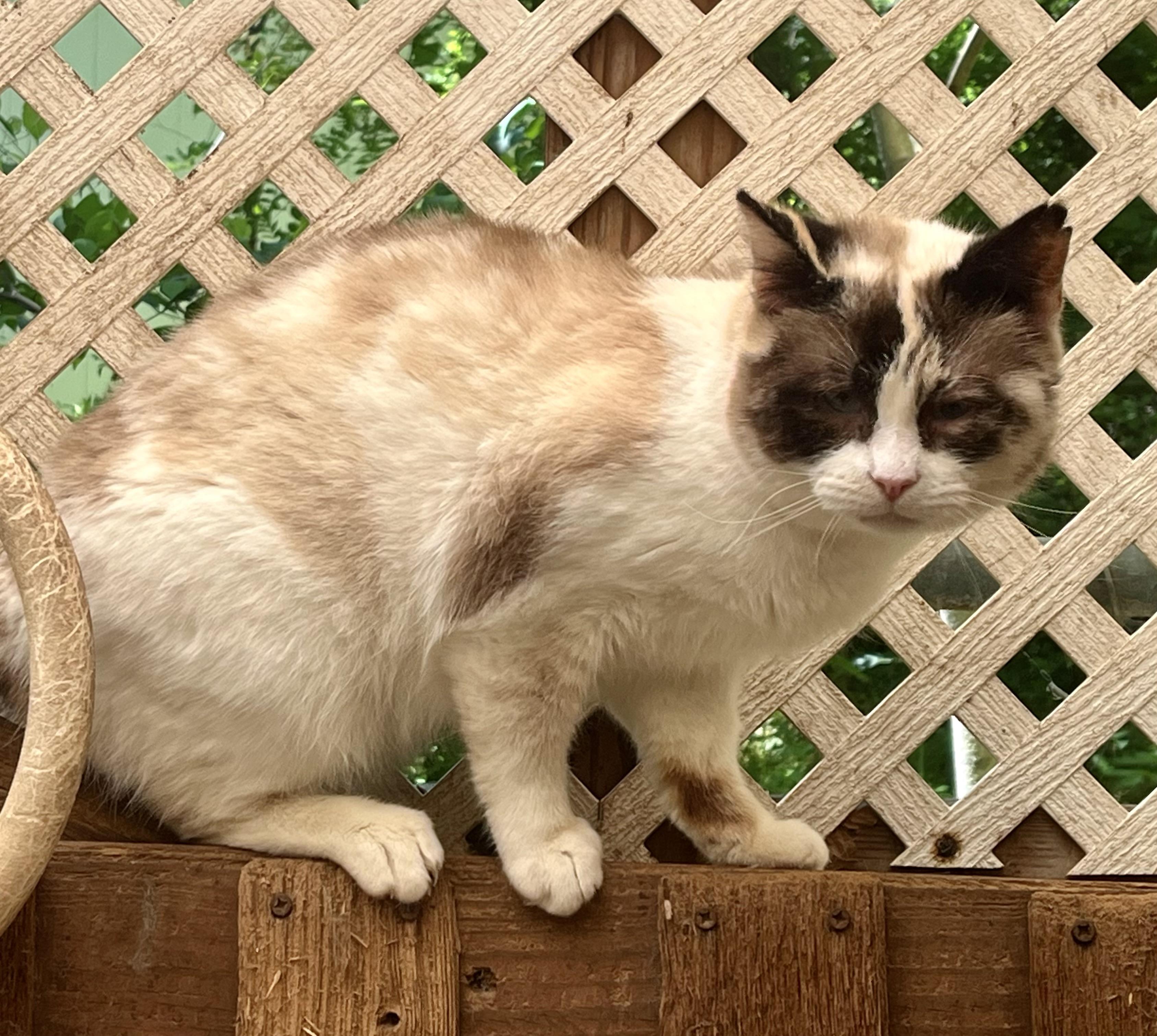 Souffle, Adoptable, Adult Female Snowshoe.