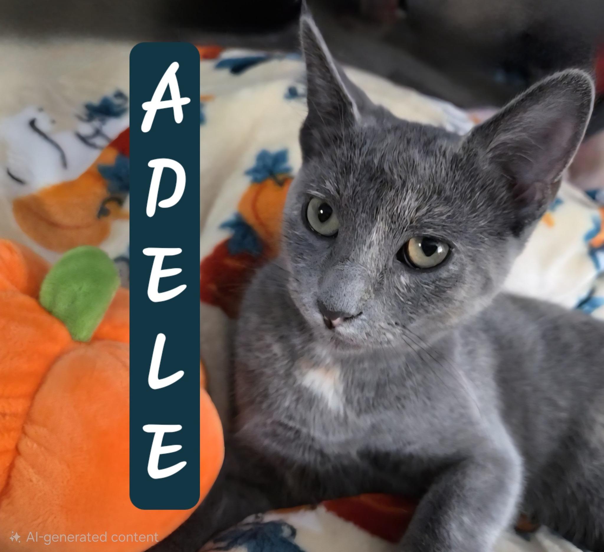 Adele, Adoptable, Young Female Domestic Short Hair.