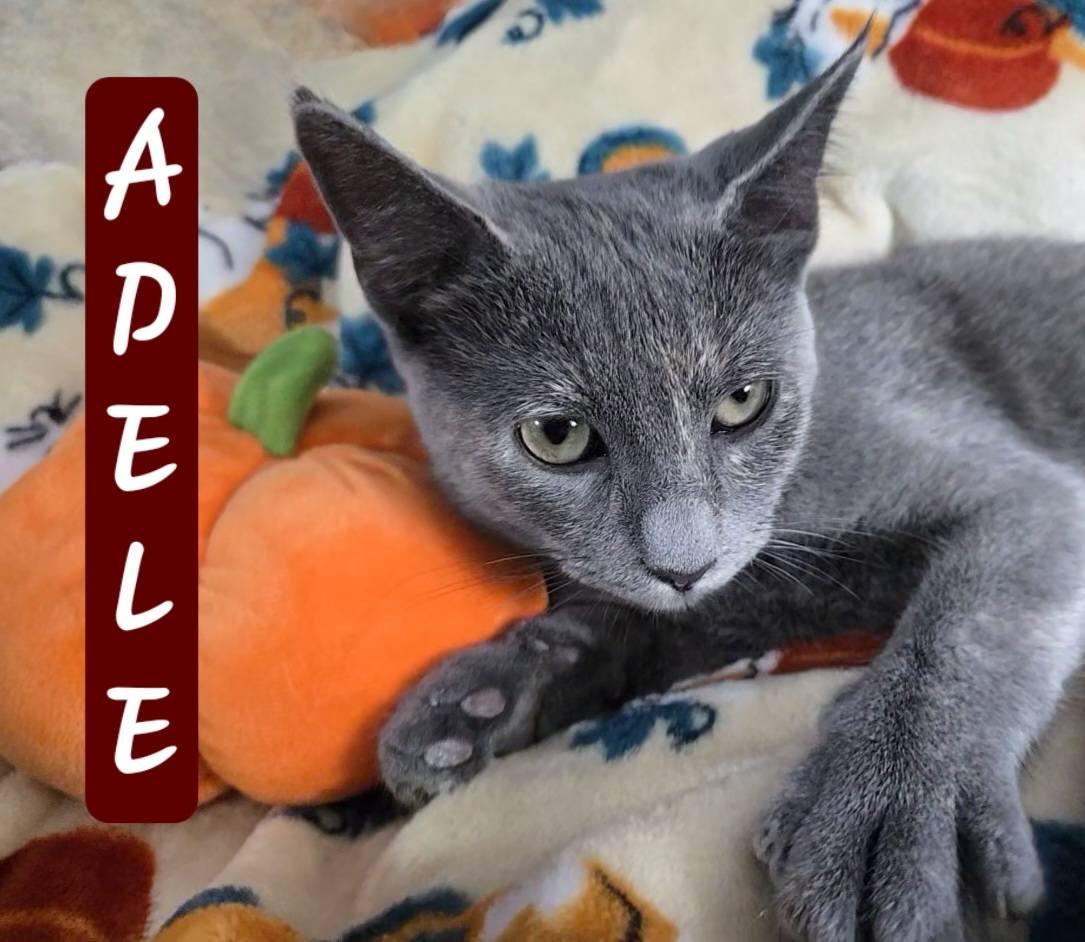 Enlarge Adele, a Adoptable Domestic Short Hair in Mansfield, TX image 2/3