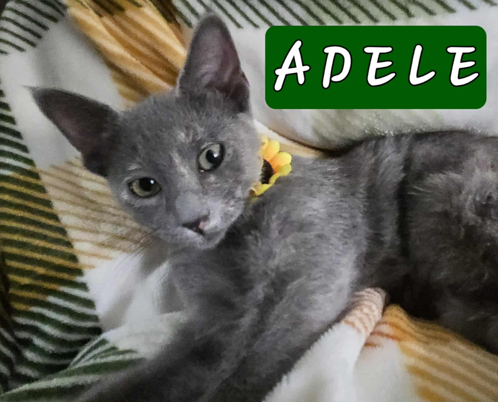 Enlarge Adele, a Adoptable Domestic Short Hair in Mansfield, TX image 3/3