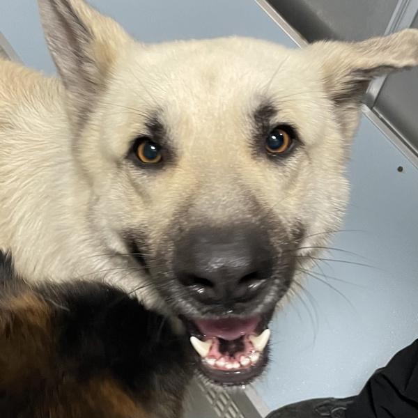 Chuck, a Adoptable mixed breed in Des Moines, IA image 2/2
