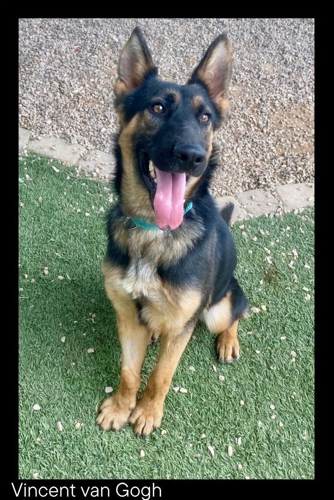 Vincent van Gogh, Adoptable, Puppy Male German Shepherd Dog.