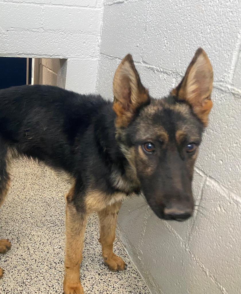Enlarge Vincent van Gogh, a Adoptable German Shepherd Dog in Chino Valley, AZ image 1/3