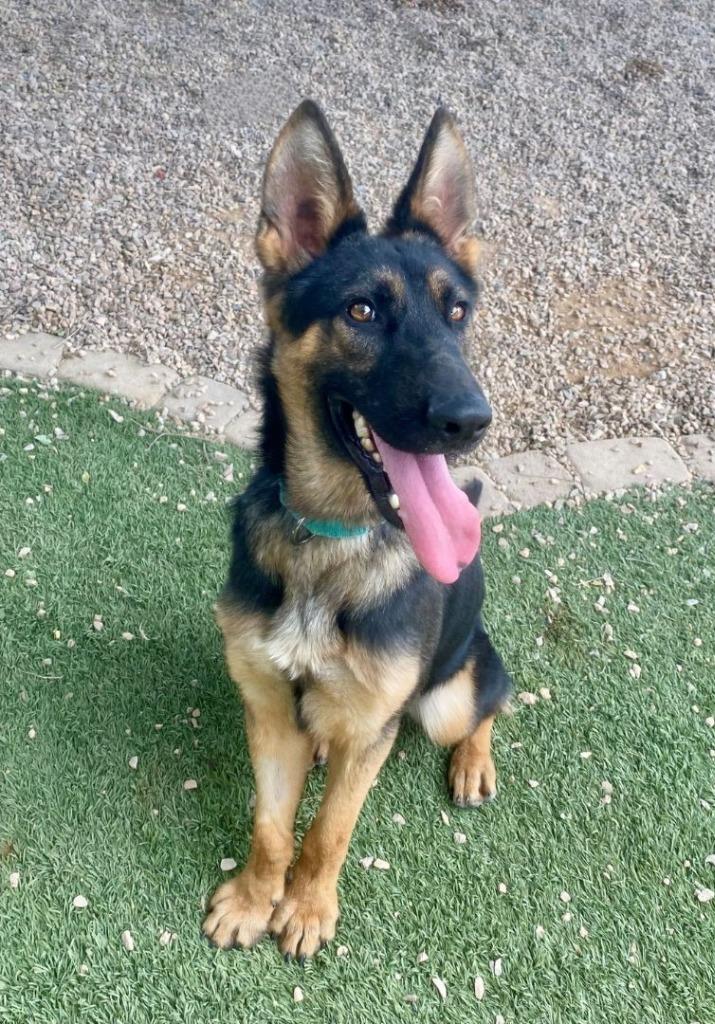 Enlarge Vincent van Gogh, a Adoptable German Shepherd Dog in Chino Valley, AZ image 3/6