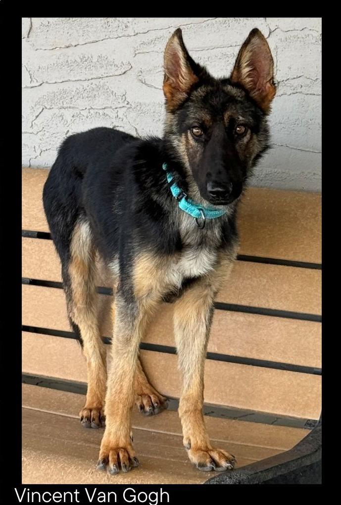 Enlarge Vincent van Gogh, a Adoptable German Shepherd Dog in Chino Valley, AZ image 2/3