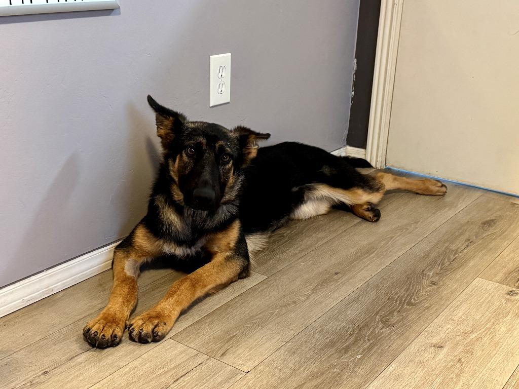 Enlarge Vincent van Gogh, a Adoptable German Shepherd Dog in Chino Valley, AZ image 5/6