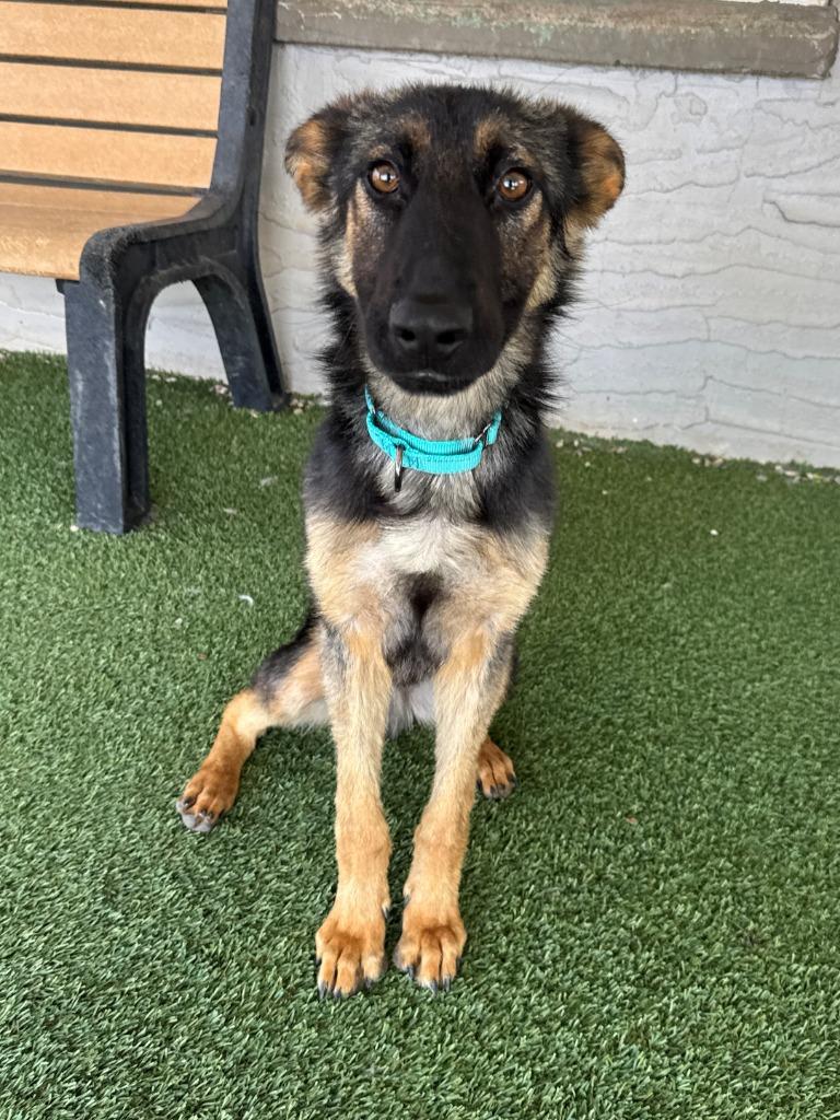 Enlarge Vincent van Gogh, a Adoptable German Shepherd Dog in Chino Valley, AZ image 3/3