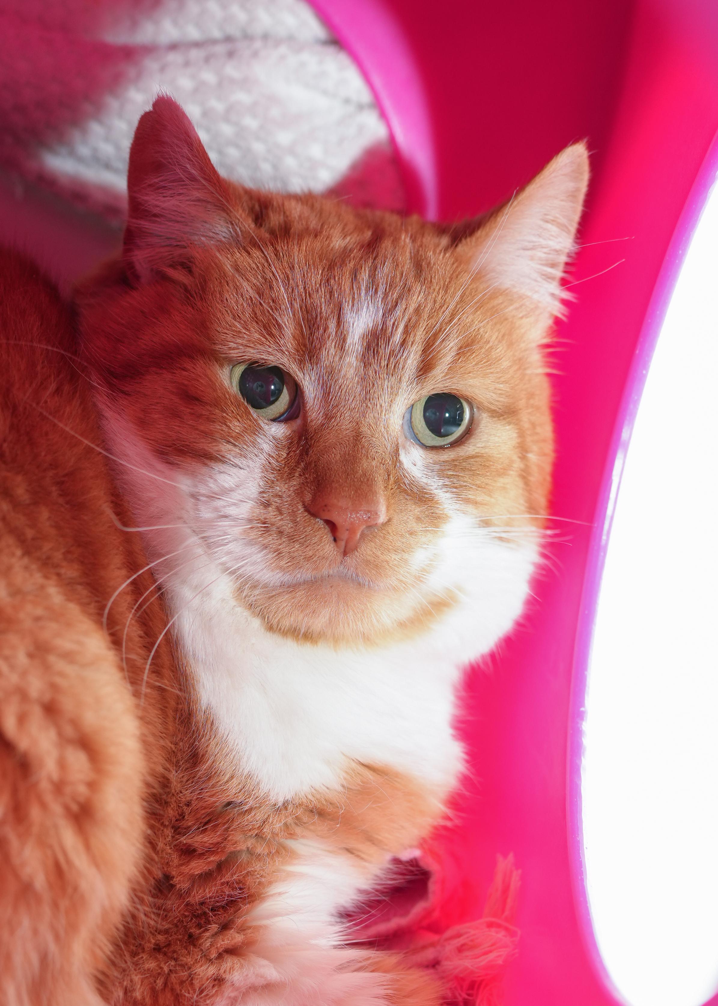 Colby, an adopted Domestic Short Hair in Boise, ID image 1/2