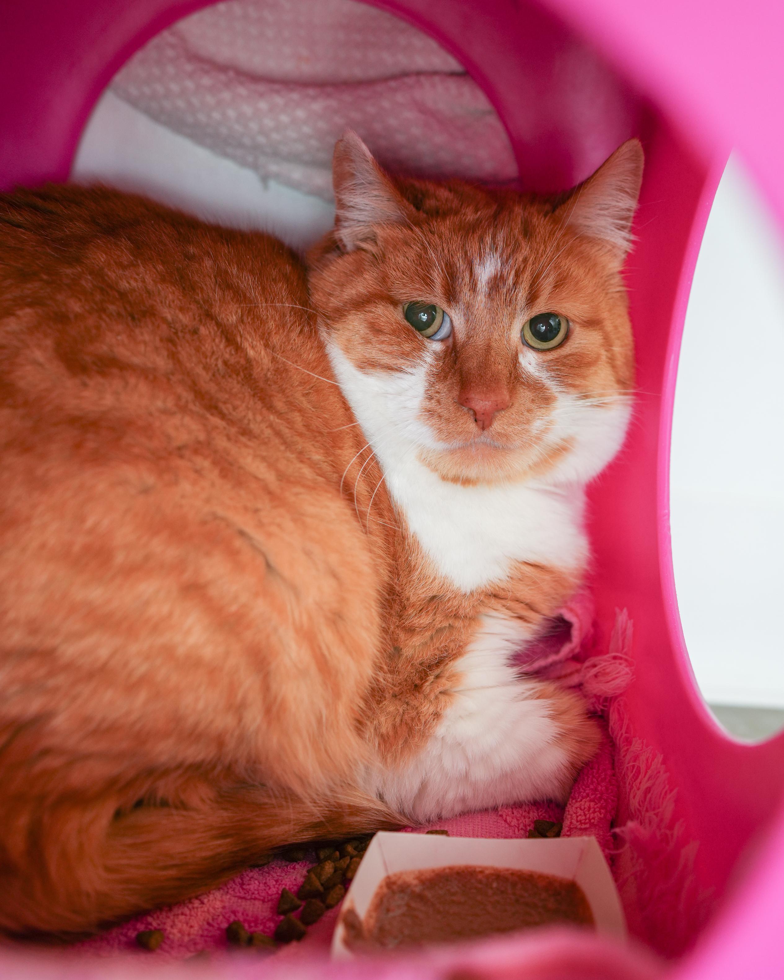 Colby, an adopted Domestic Short Hair in Boise, ID image 2/2