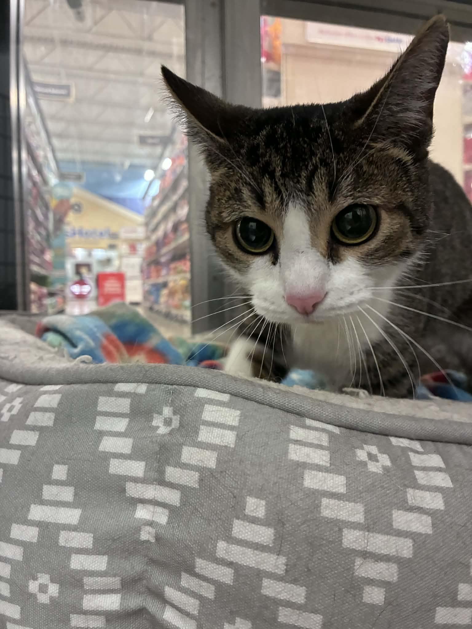 Enlarge Caroline, an adopted Domestic Short Hair in Chandler, AZ image 2/2