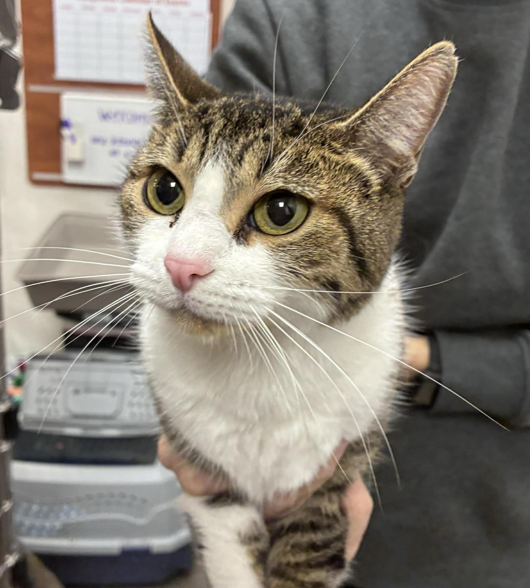 Enlarge Caroline, an adopted Domestic Short Hair in Chandler, AZ image 1/2