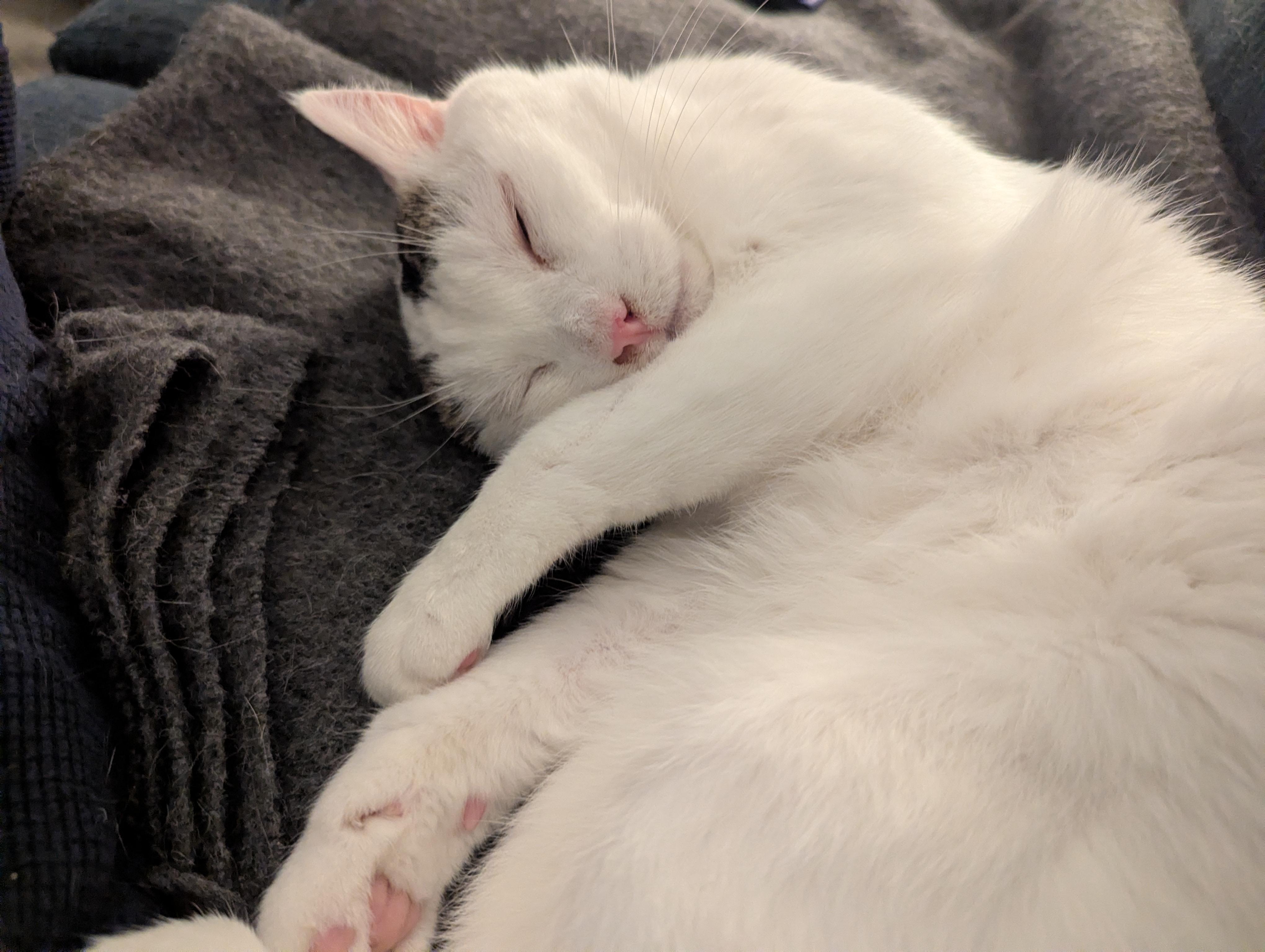 Trevor, Adoptable, Adult Male Domestic Short Hair.