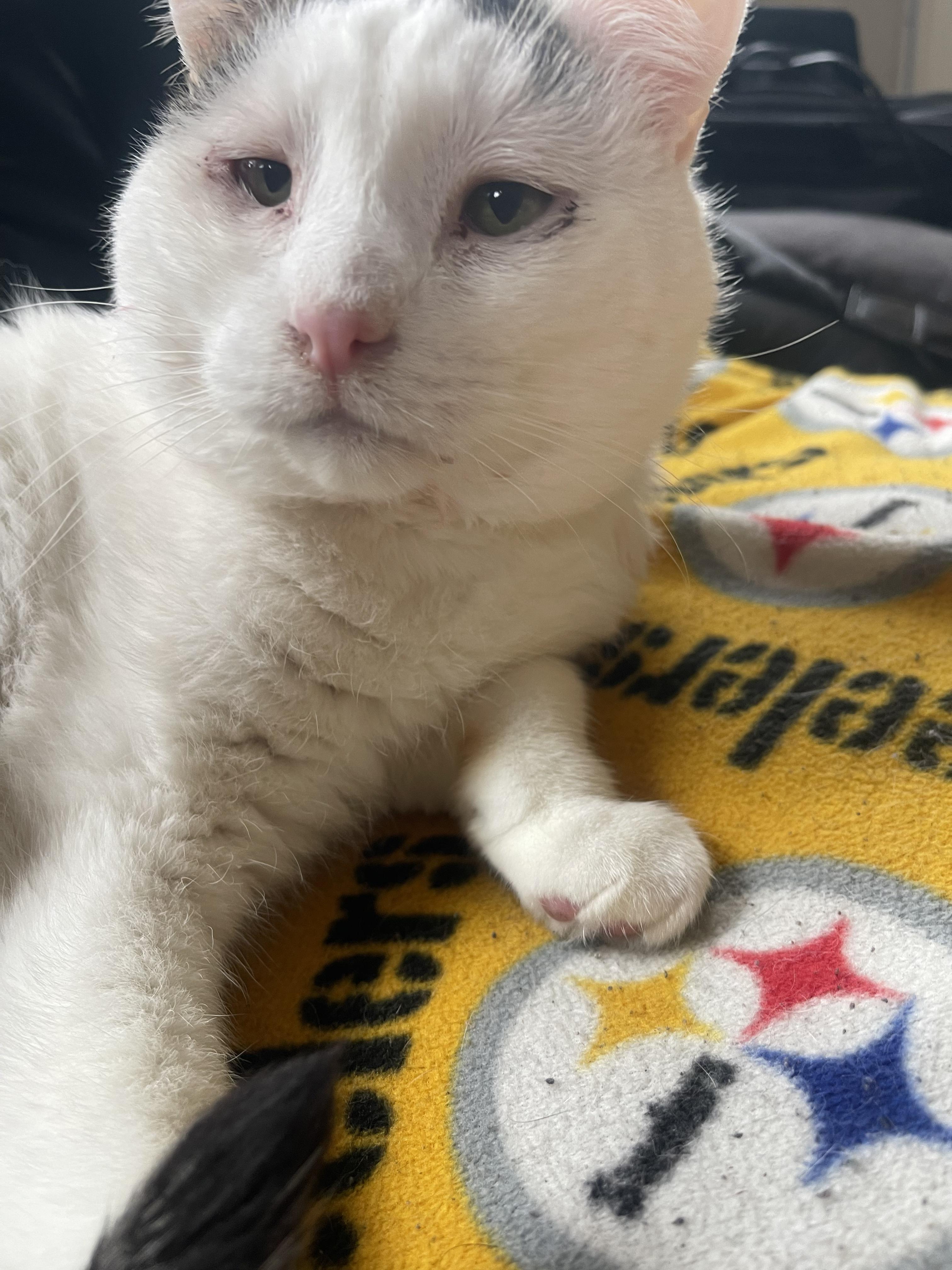 Trevor, adoptable, Adult Male Domestic Short Hair.