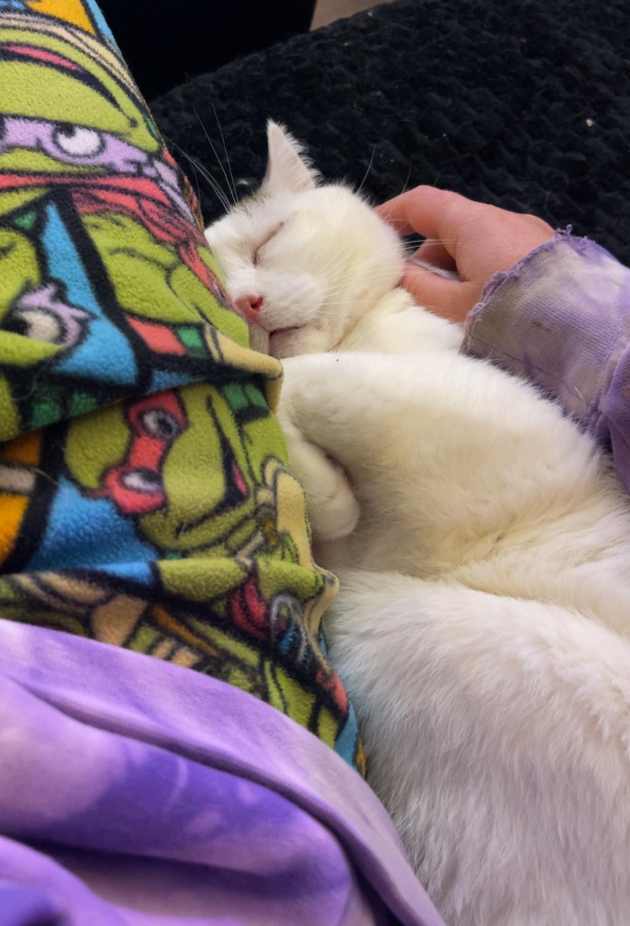 Enlarge Trevor, a ADOPTABLE mixed breed in West Richland, WA image 3/6