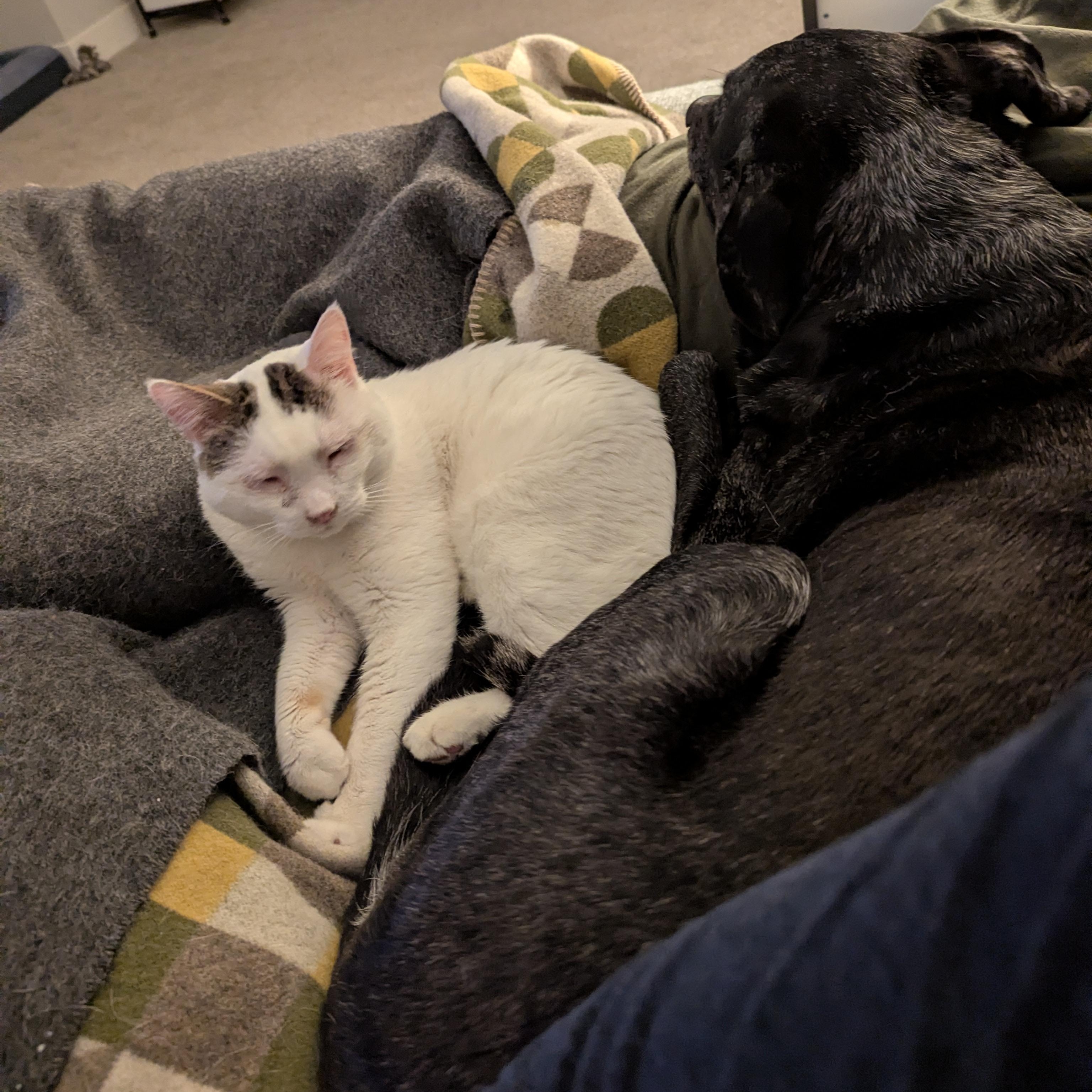 Enlarge Trevor, a ADOPTABLE mixed breed in West Richland, WA image 6/6