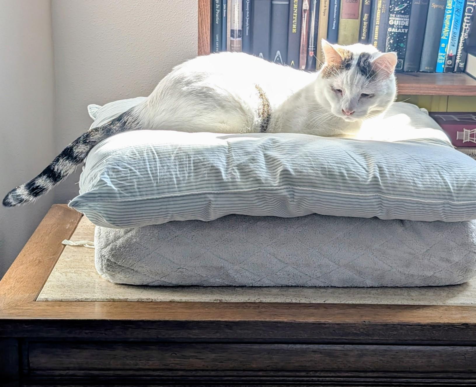 Enlarge Trevor, a ADOPTABLE mixed breed in West Richland, WA image 5/6