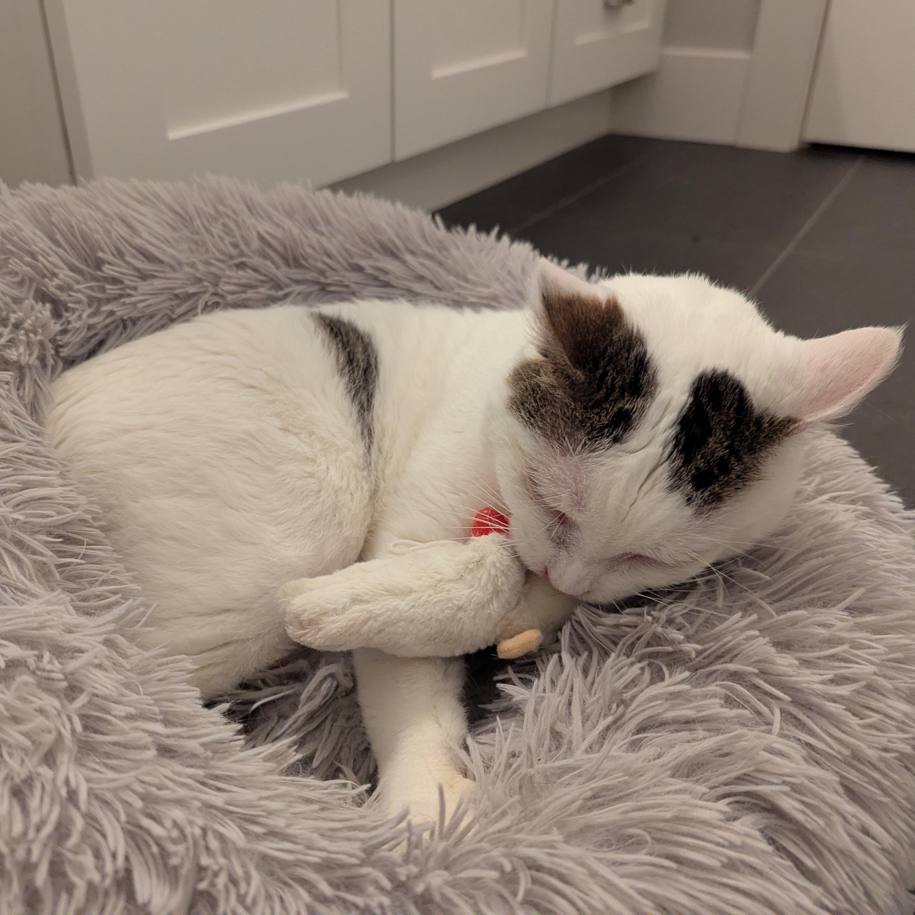 Enlarge Trevor, a ADOPTABLE mixed breed in West Richland, WA image 4/6