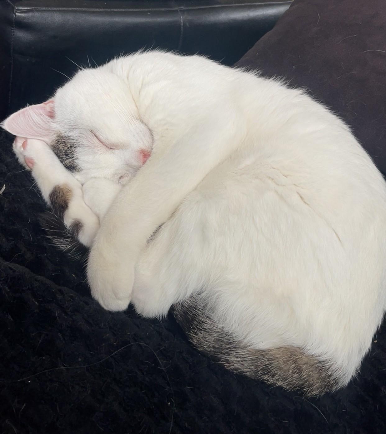 Enlarge Trevor, a ADOPTABLE mixed breed in West Richland, WA image 1/6