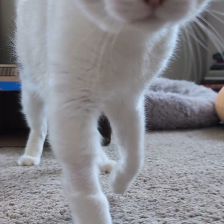 Enlarge Trevor, a Adoptable mixed breed in West Richland, WA video 6/6
