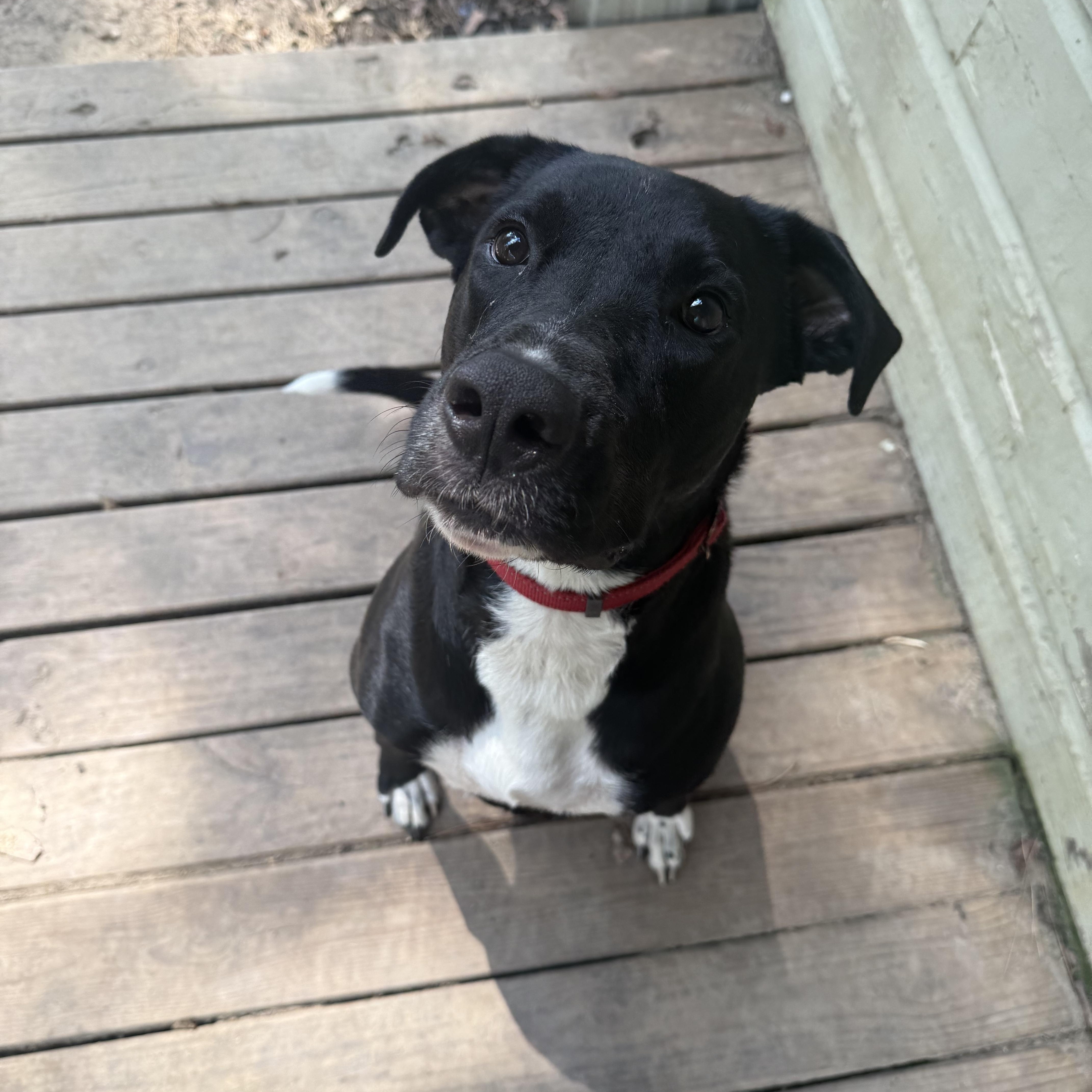 Winston, an adoptable Bull Terrier, German Shepherd Dog in Leesville, LA, 71446 | Photo Image 1